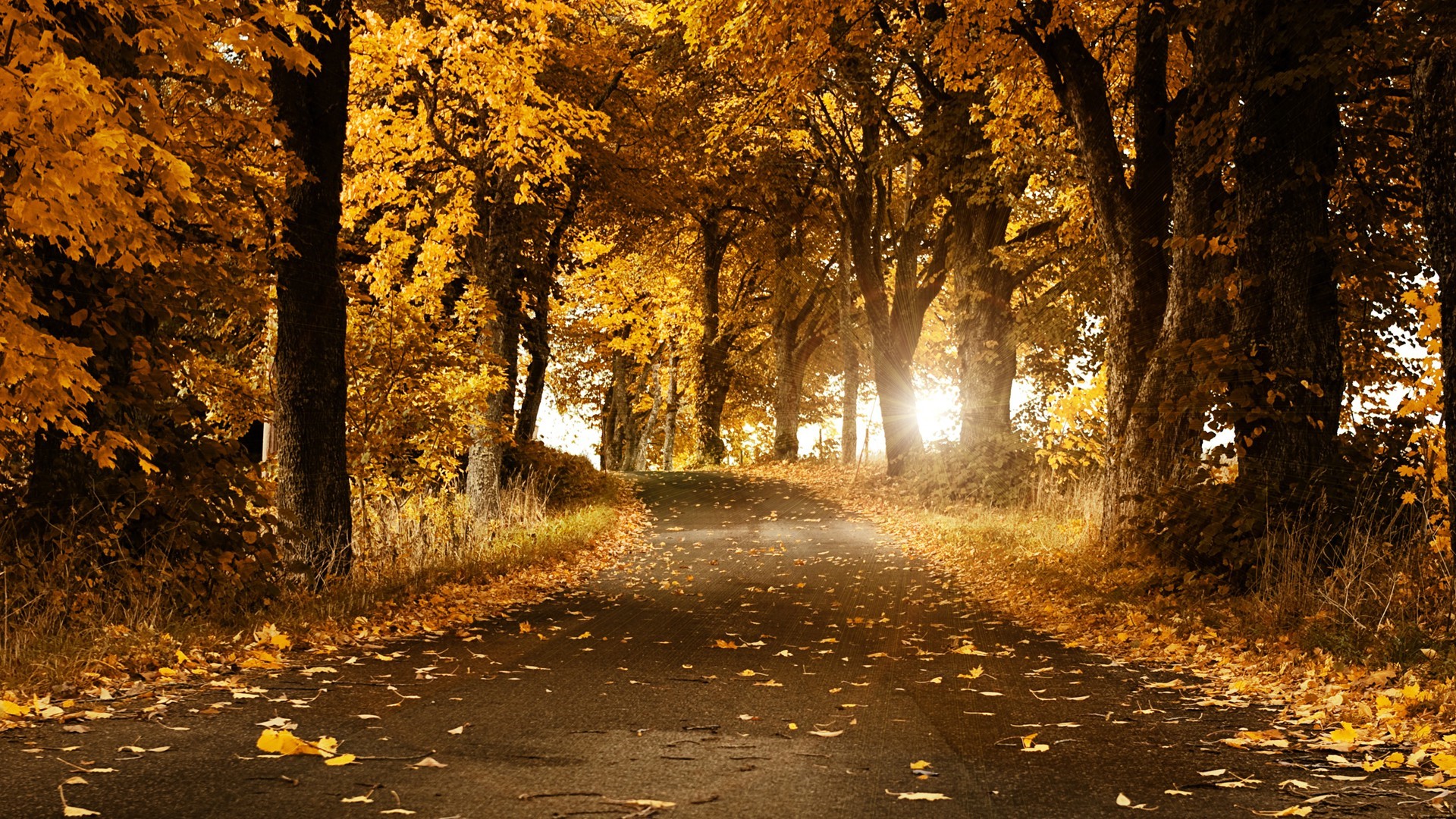 Autumn road lined with golden trees HD Wallpaper