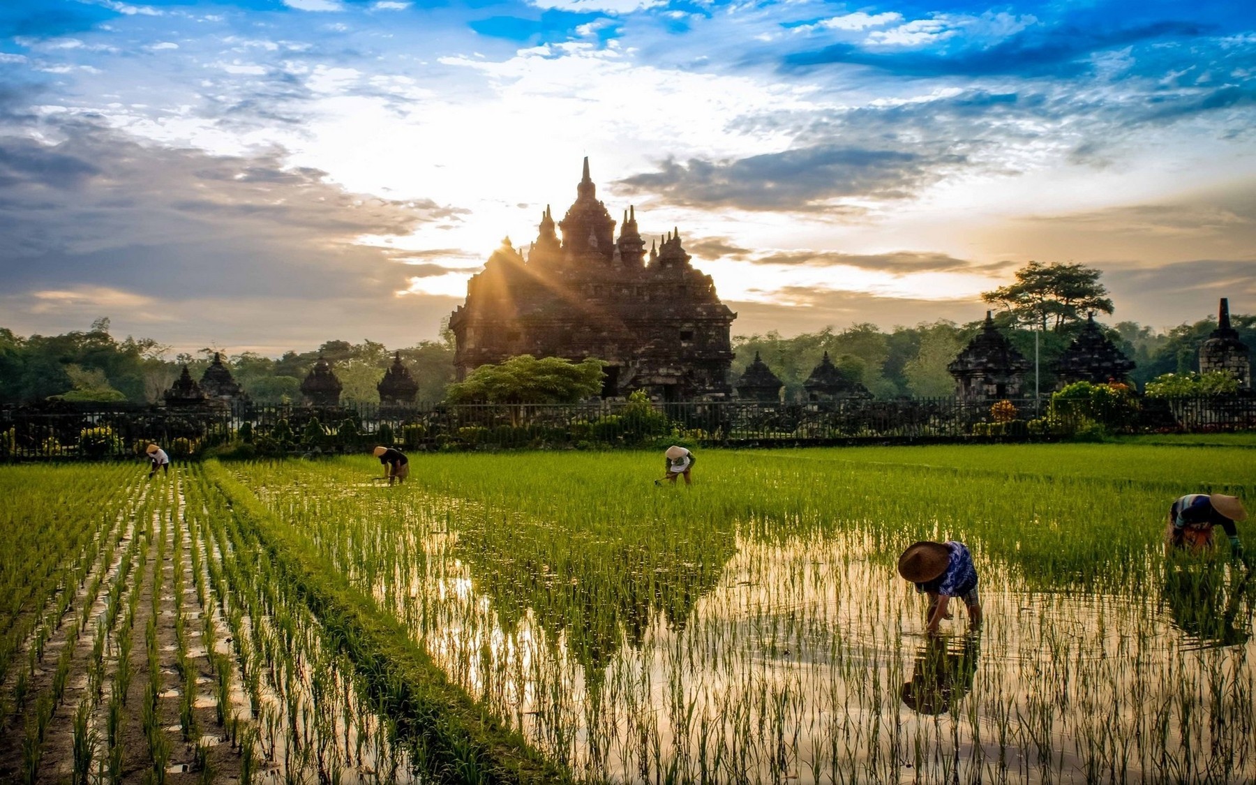 Sunrise over rice paddy with Buddhist temple and workers HD Wallpaper