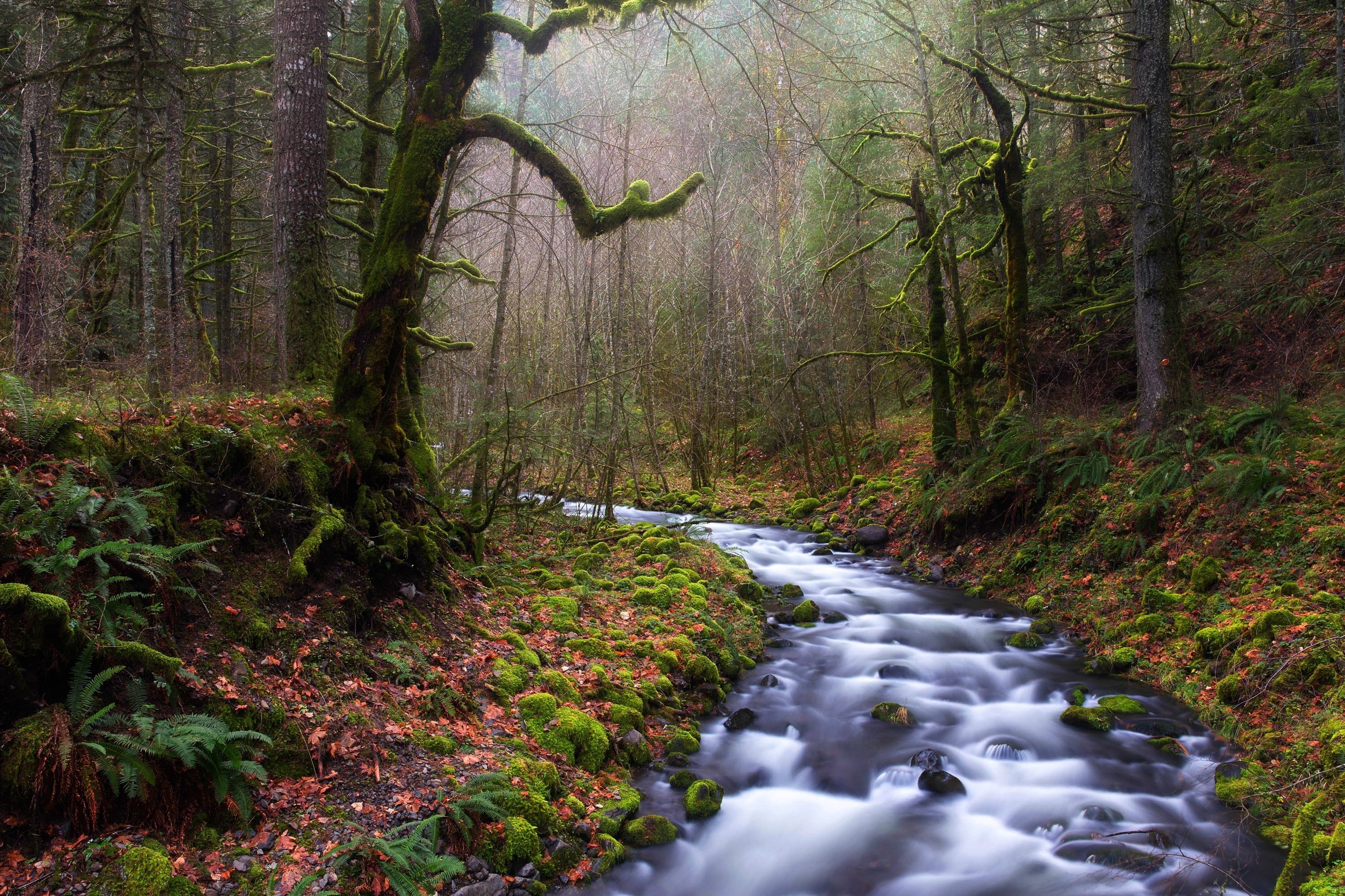 Mossy forest with a flowing river and mist HD Wallpaper