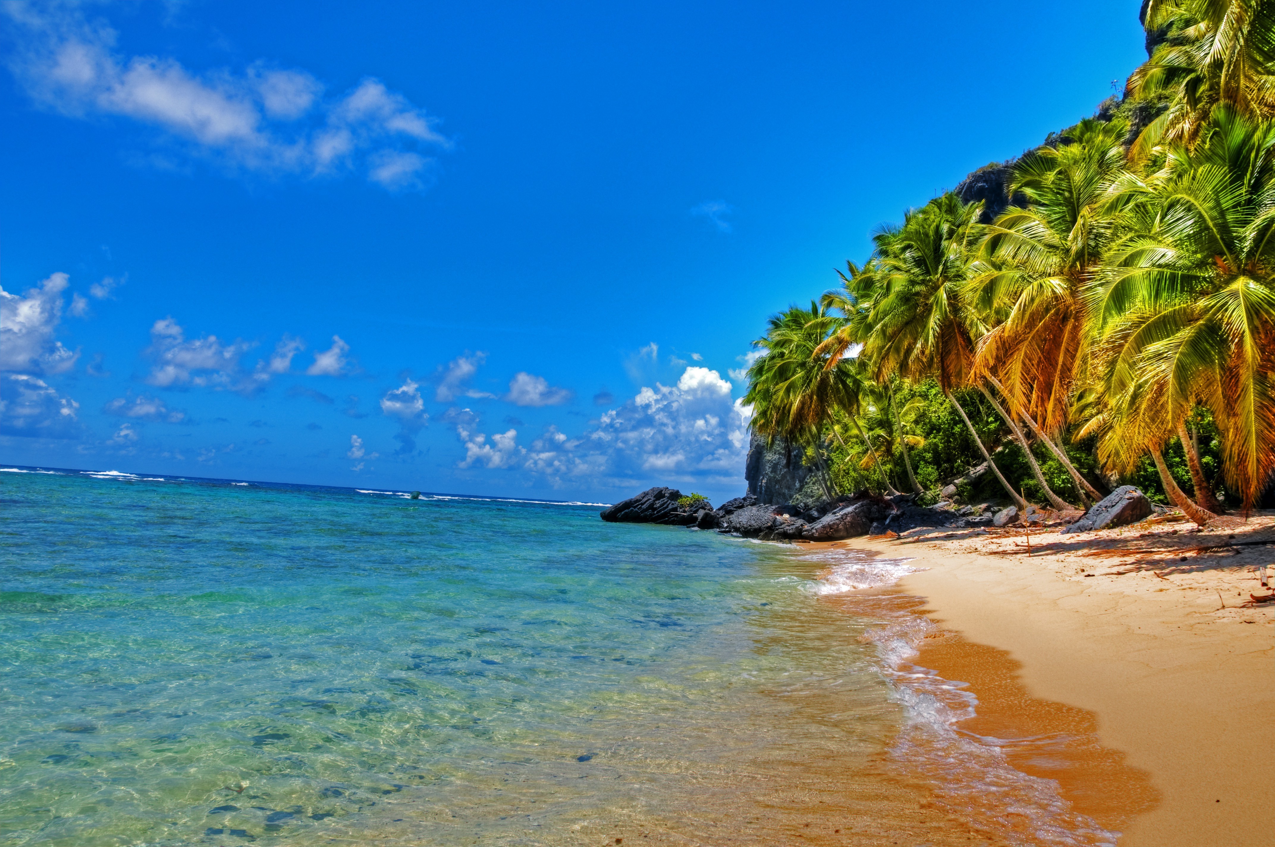 Tropical beach with palm trees and clear blue water HD Wallpaper