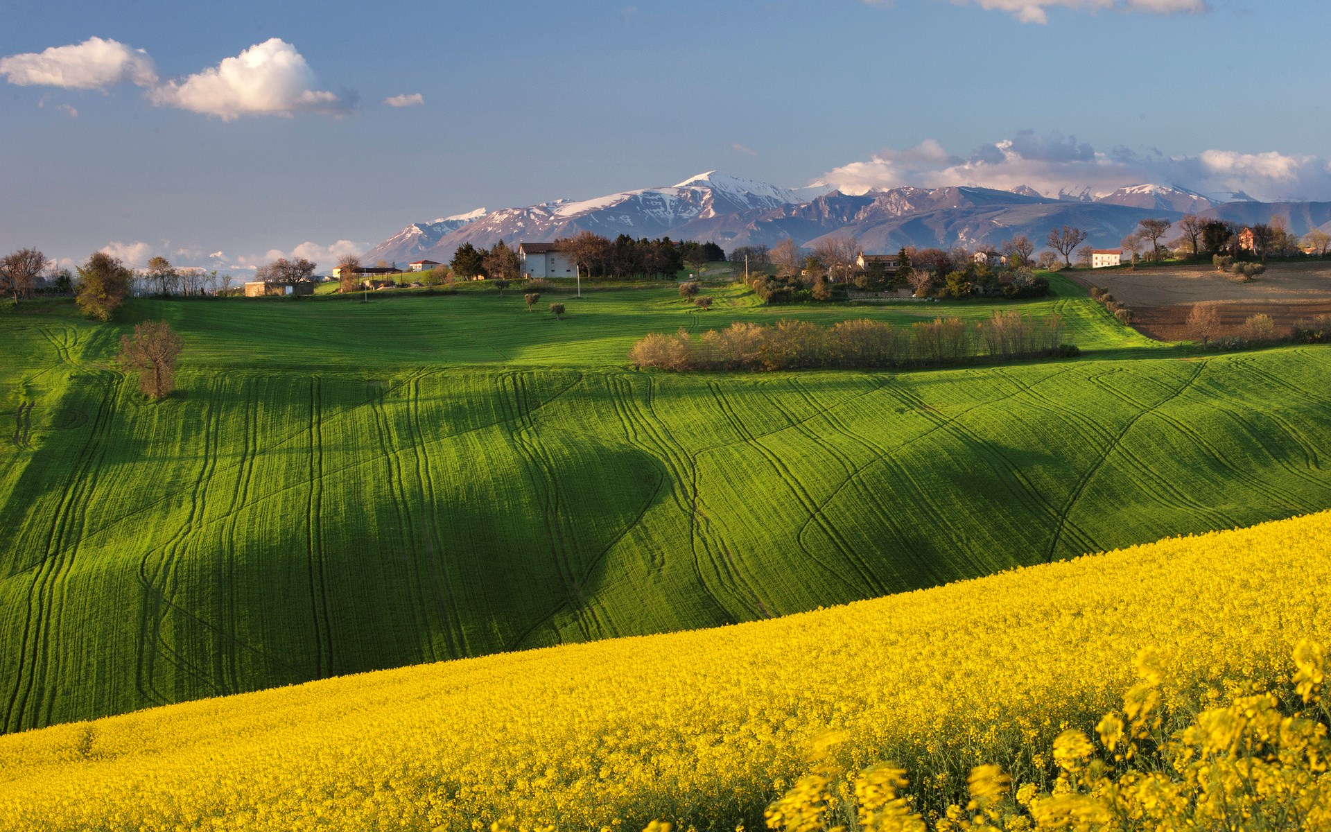 Rolling Hills with Yellow Flowers and Snow-Capped Mountains HD Wallpaper