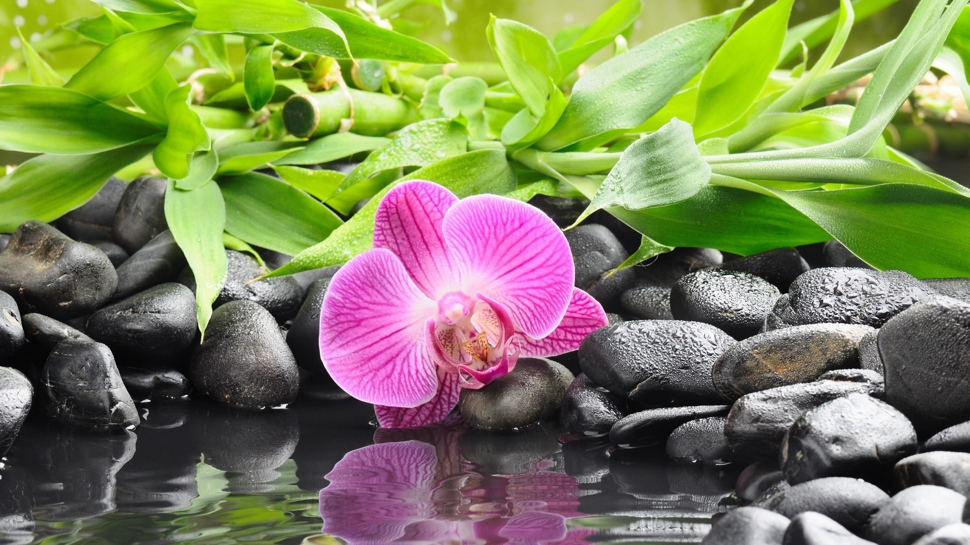 Pink orchid on black stones with bamboo reflection HD Wallpaper