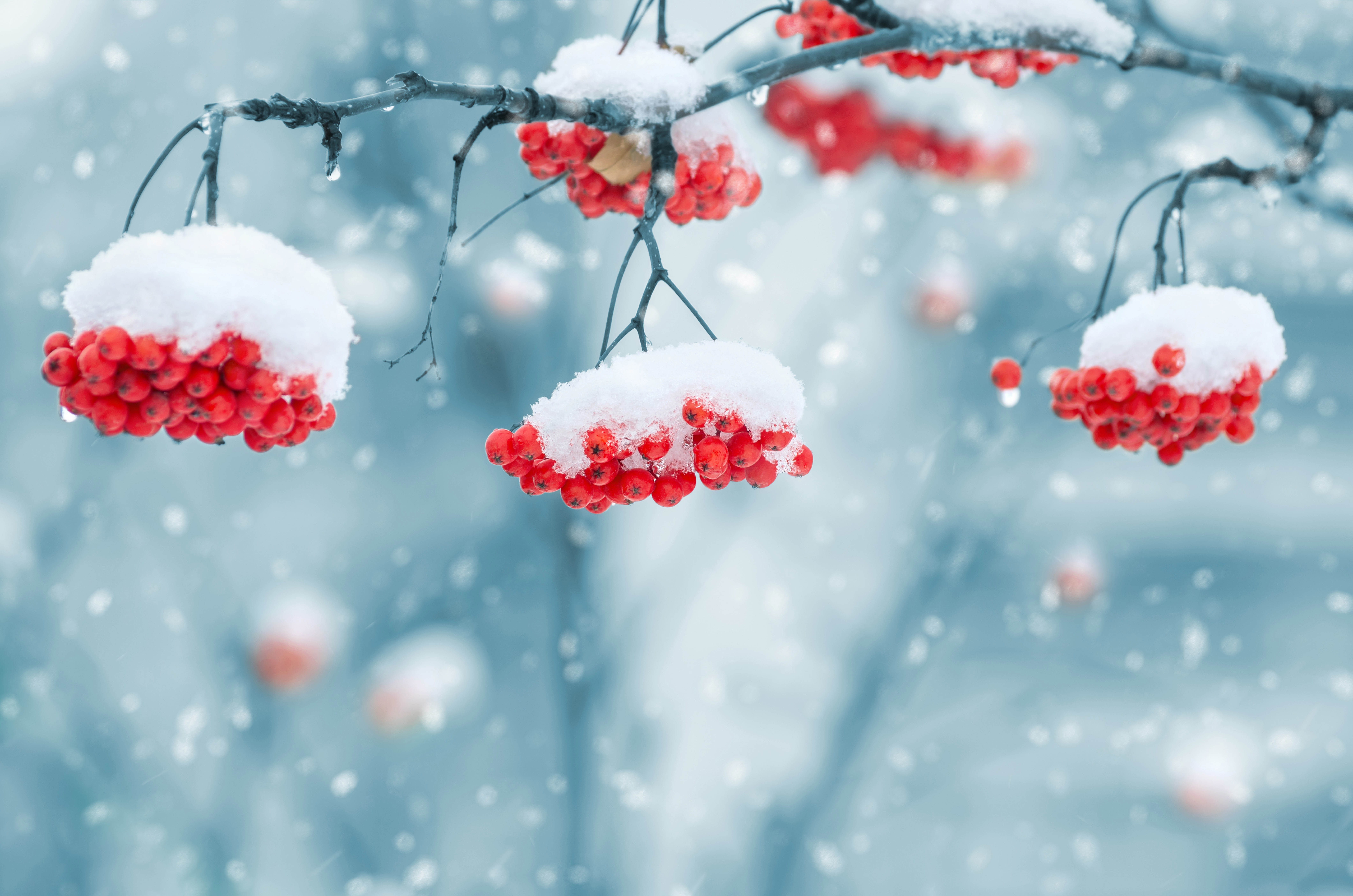 Red berries covered in snow on a branch HD Wallpaper