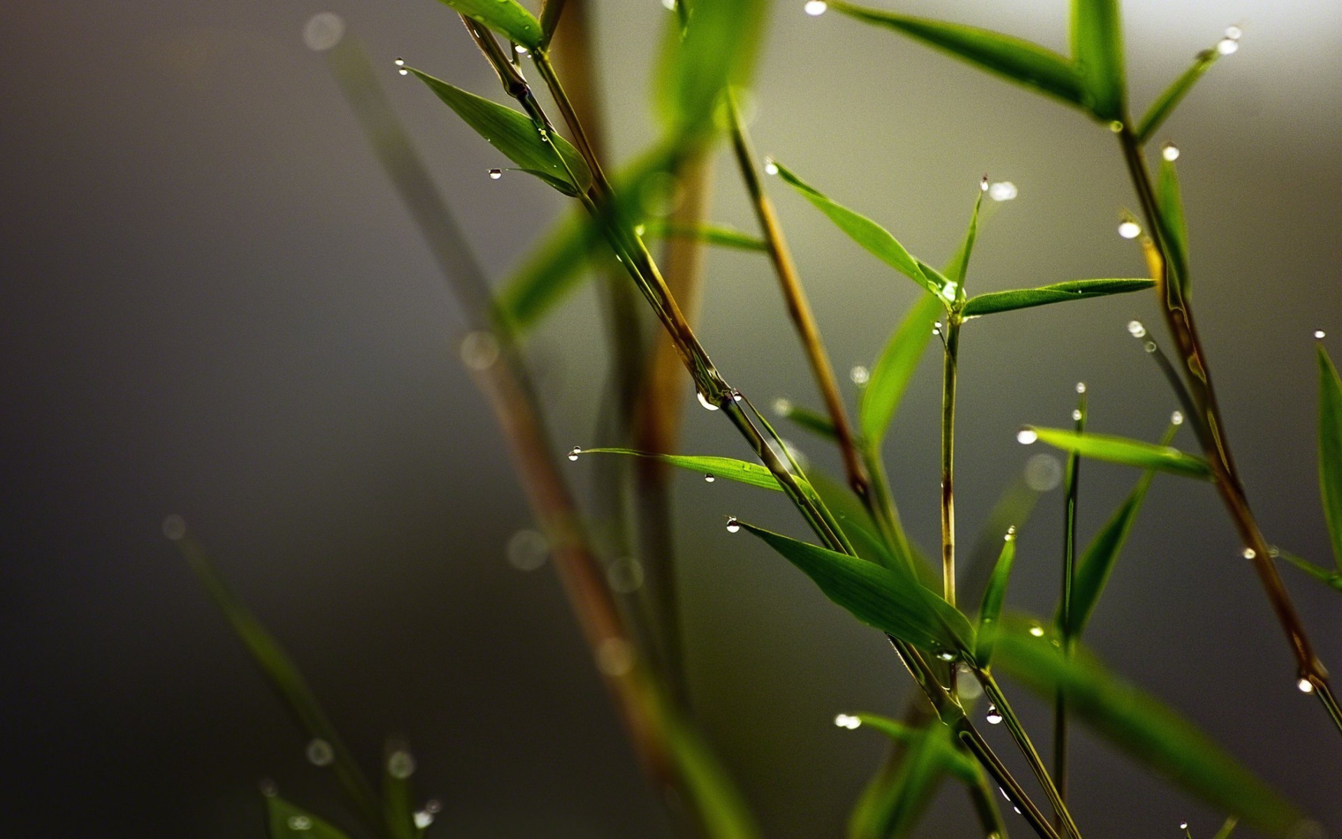 Bamboo stalks with water droplets, macro photography HD Wallpaper