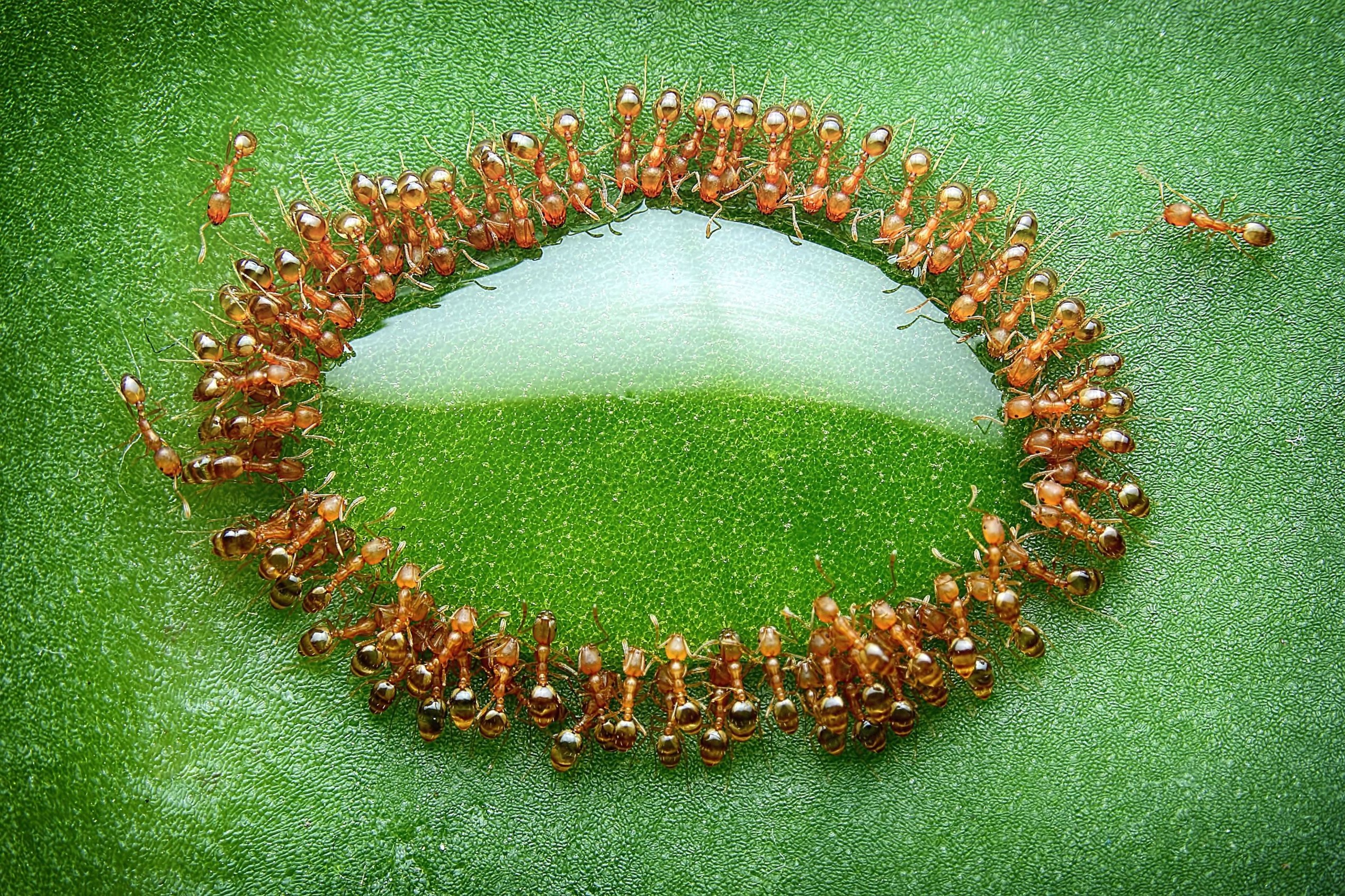 Ants gathered around a water droplet on a green leaf HD Wallpaper