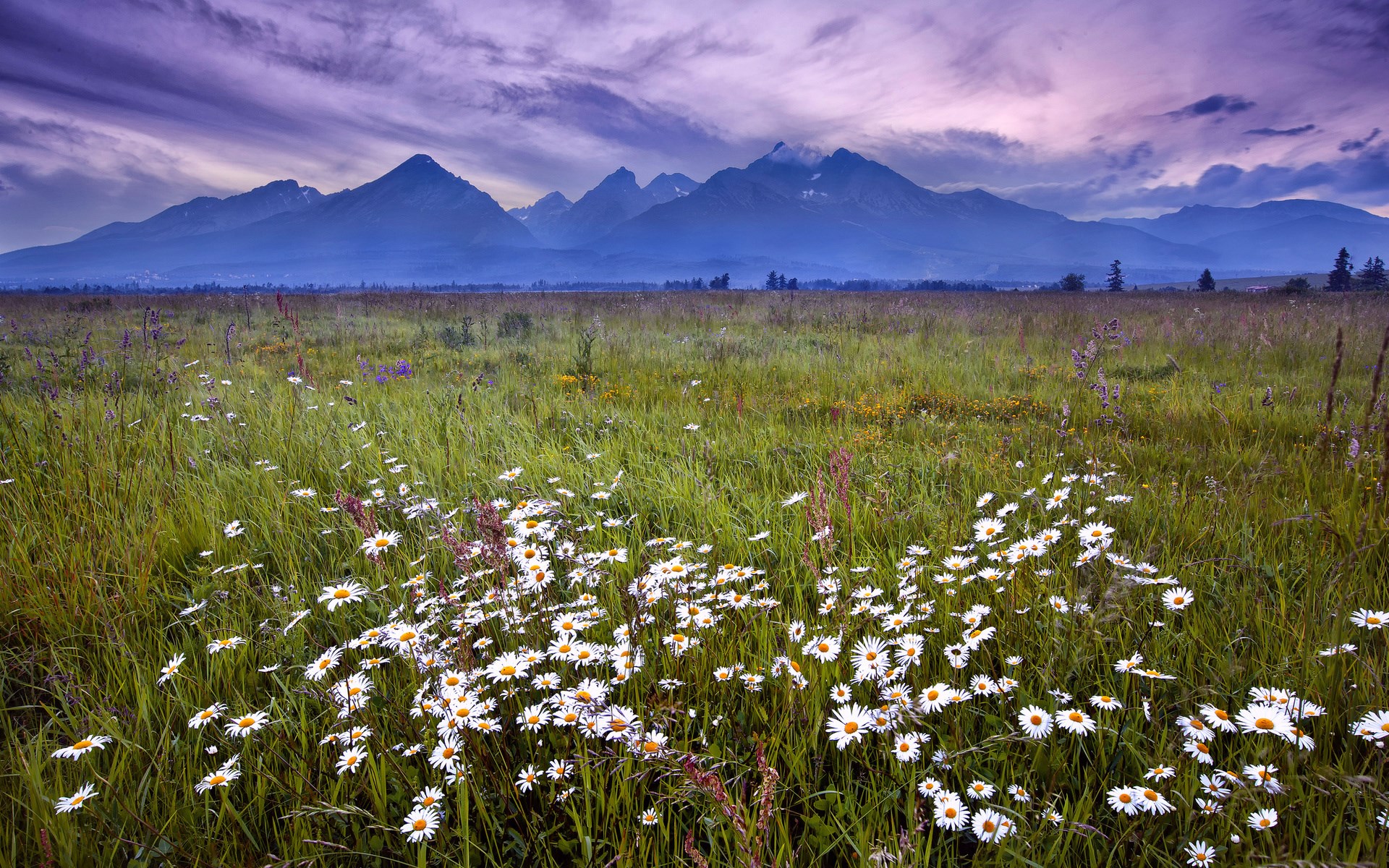 Field of daisies with mountains under a purple sky HD Wallpaper