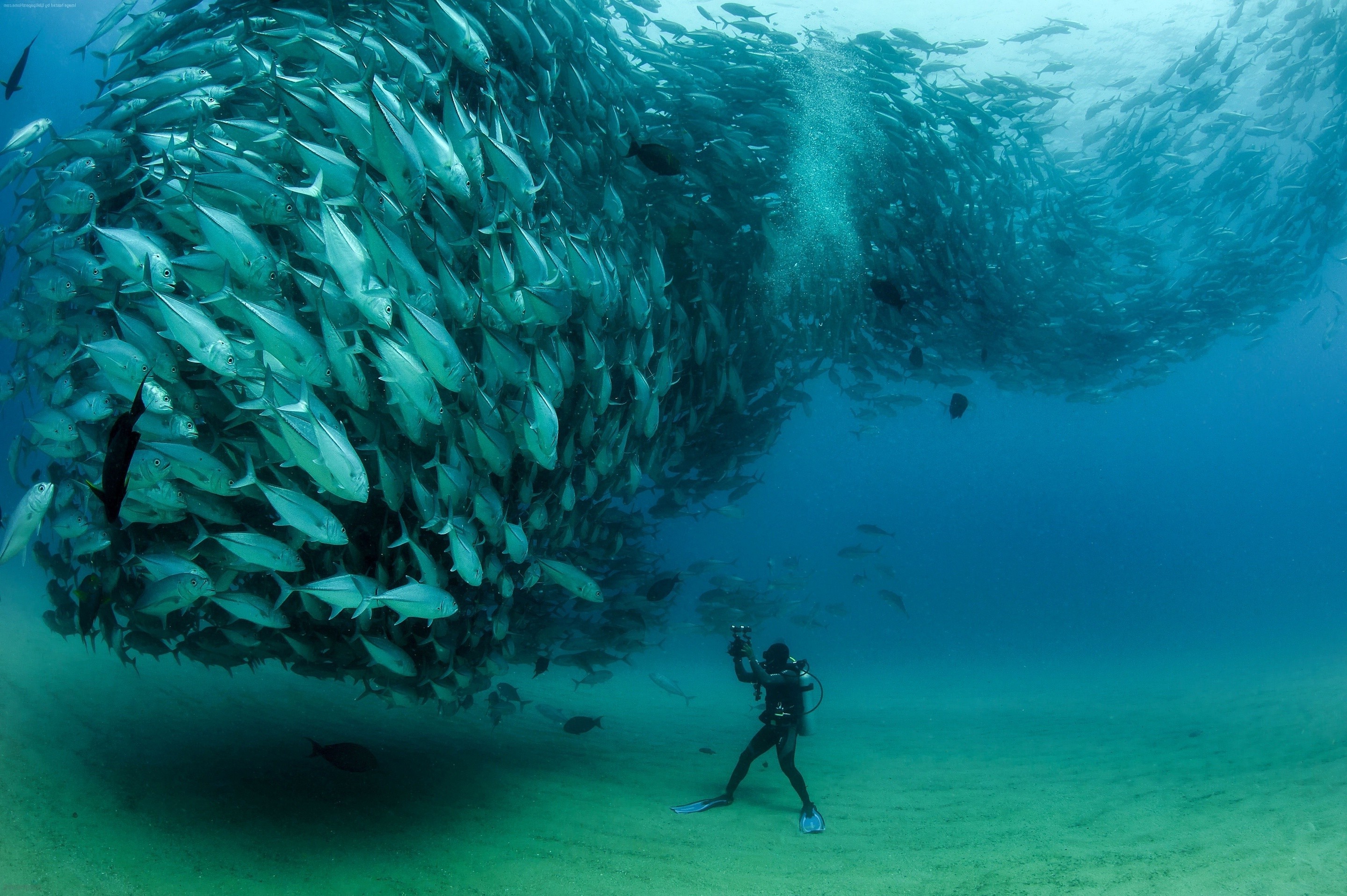 Scuba diver photographs massive school of fish underwater HD Wallpaper
