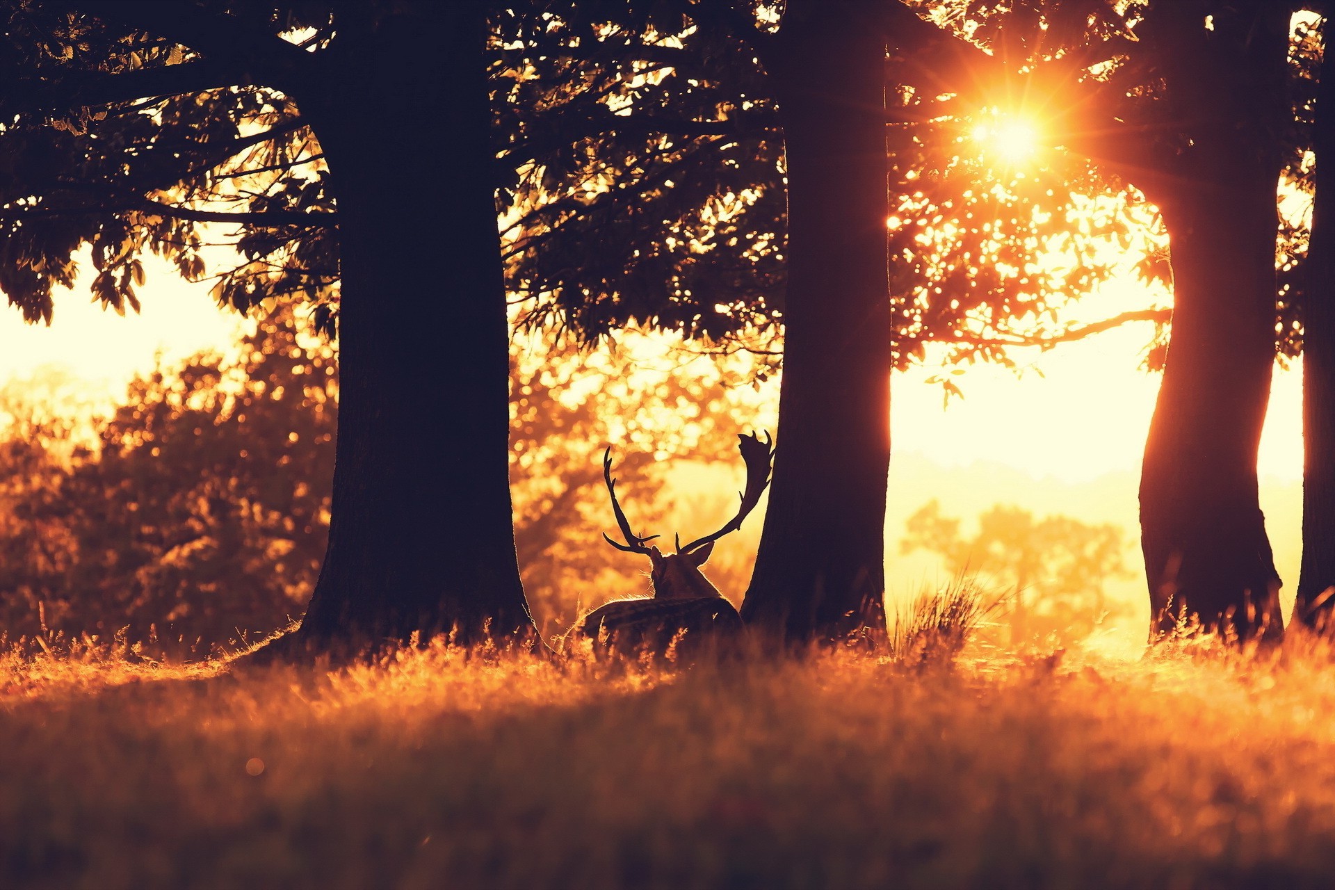 Deer resting in a sun-drenched forest HD Wallpaper