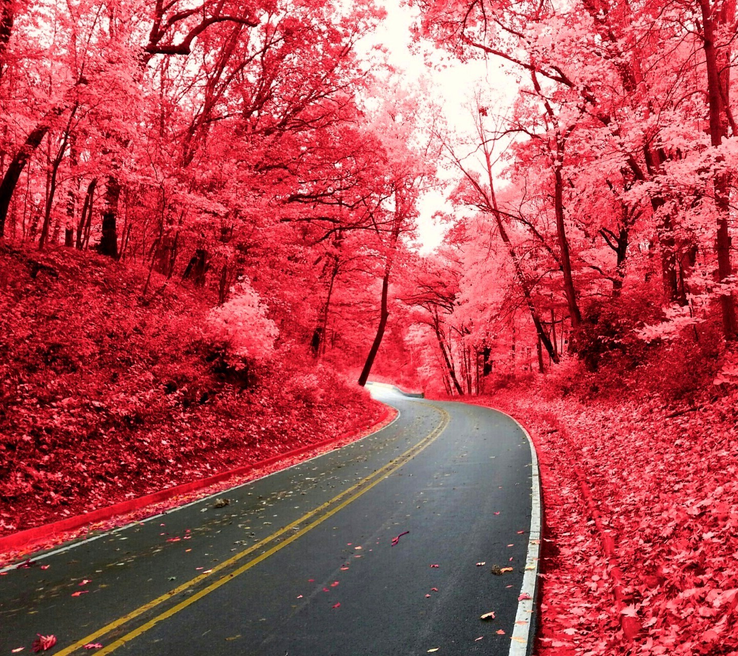 A winding road through a forest with red foliage HD Wallpaper