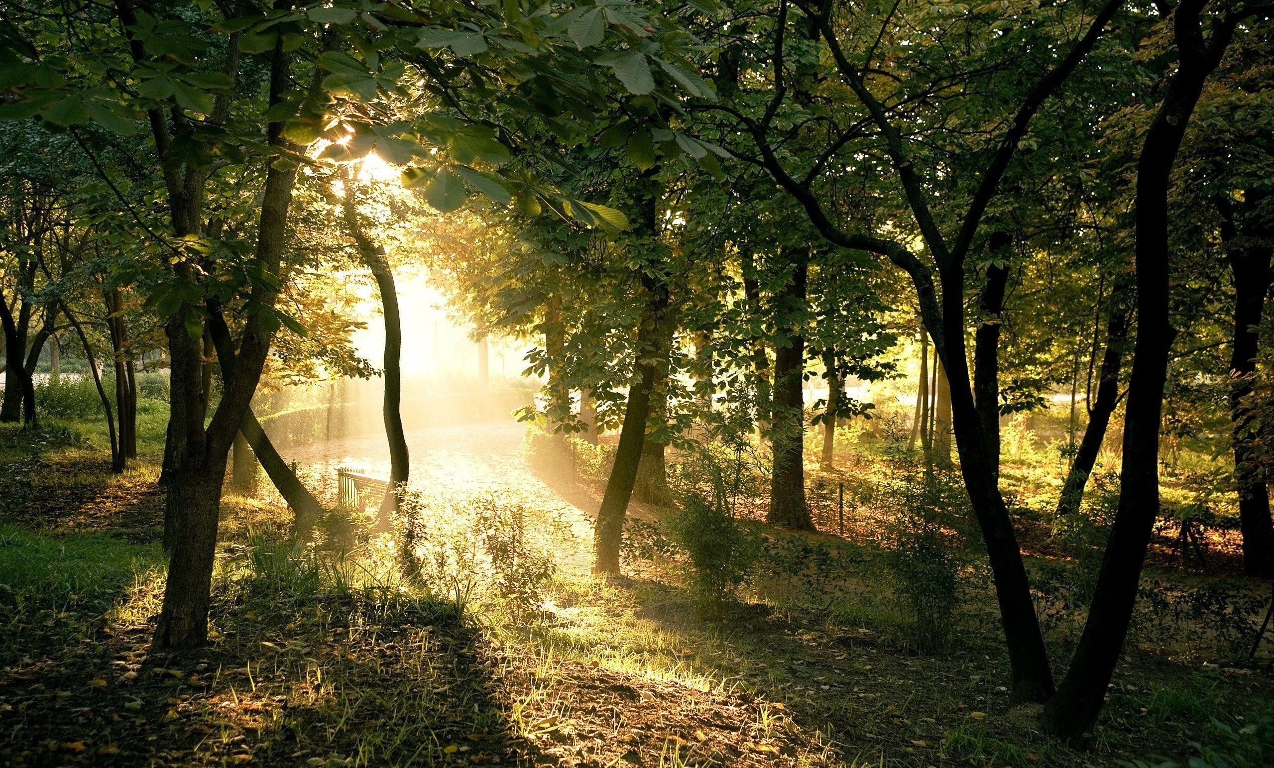 Sunlight filtering through trees in a forest HD Wallpaper