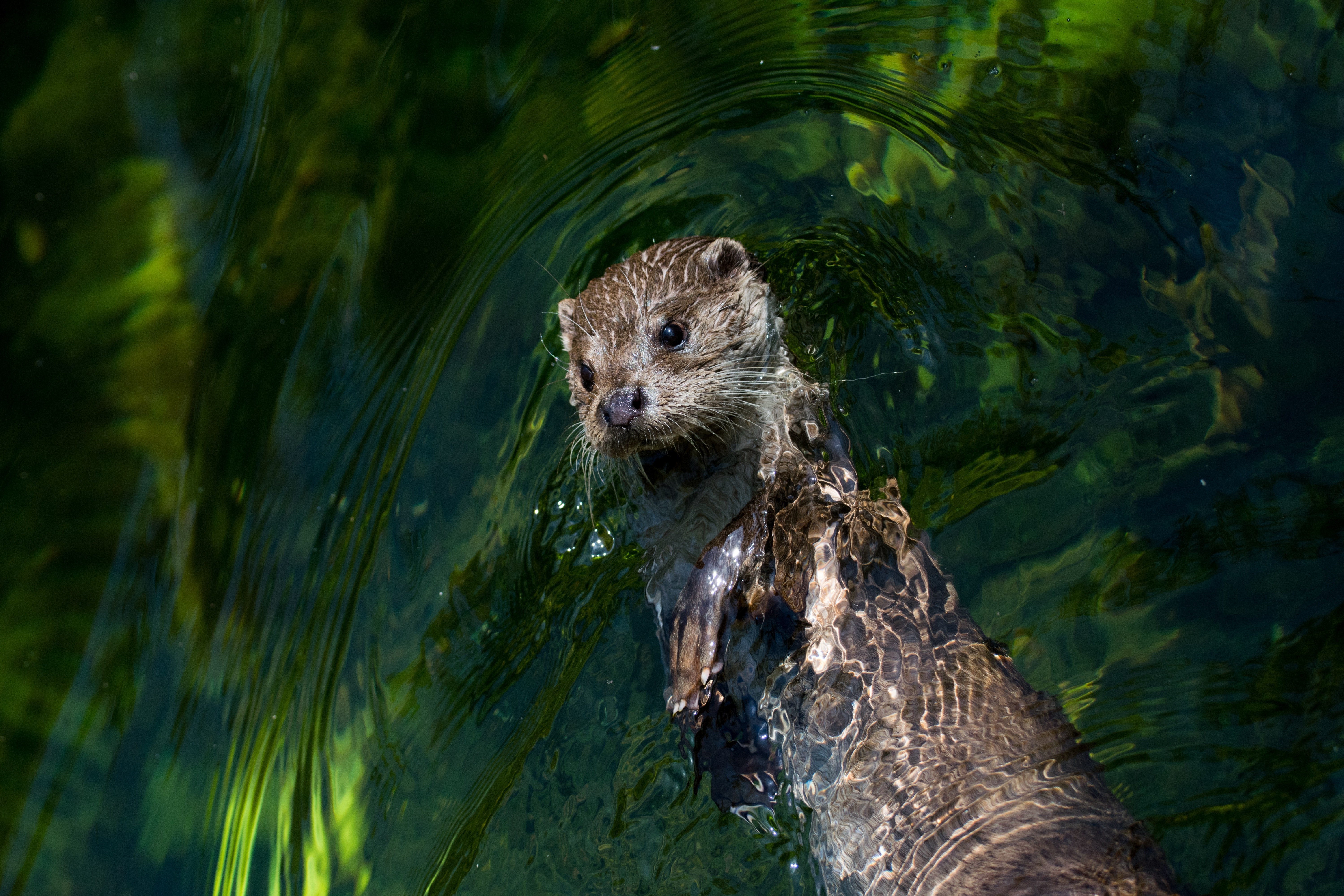 Otter swimming in green water HD Wallpaper