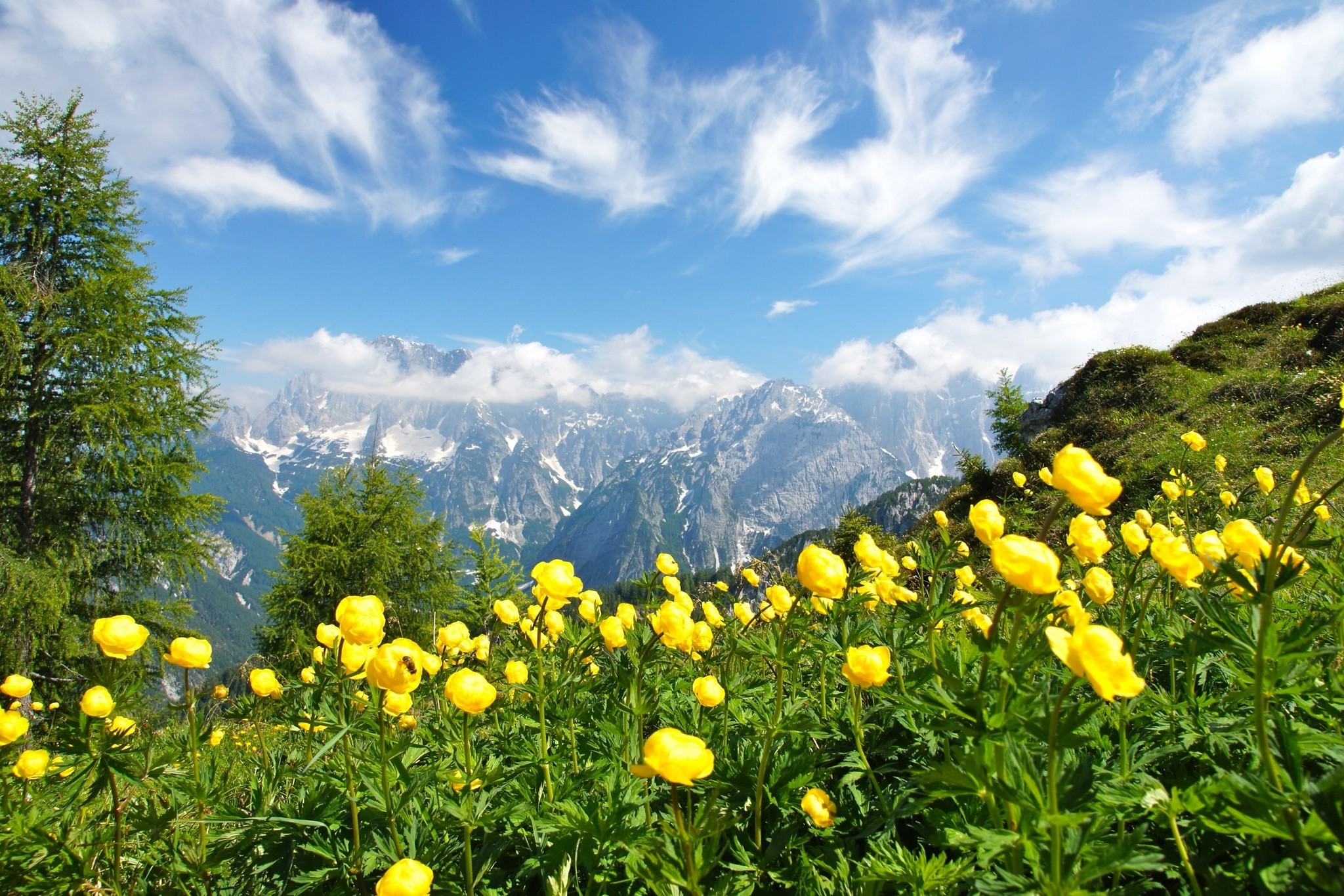 Yellow wildflowers in the Alps with mountains and clouds HD Wallpaper