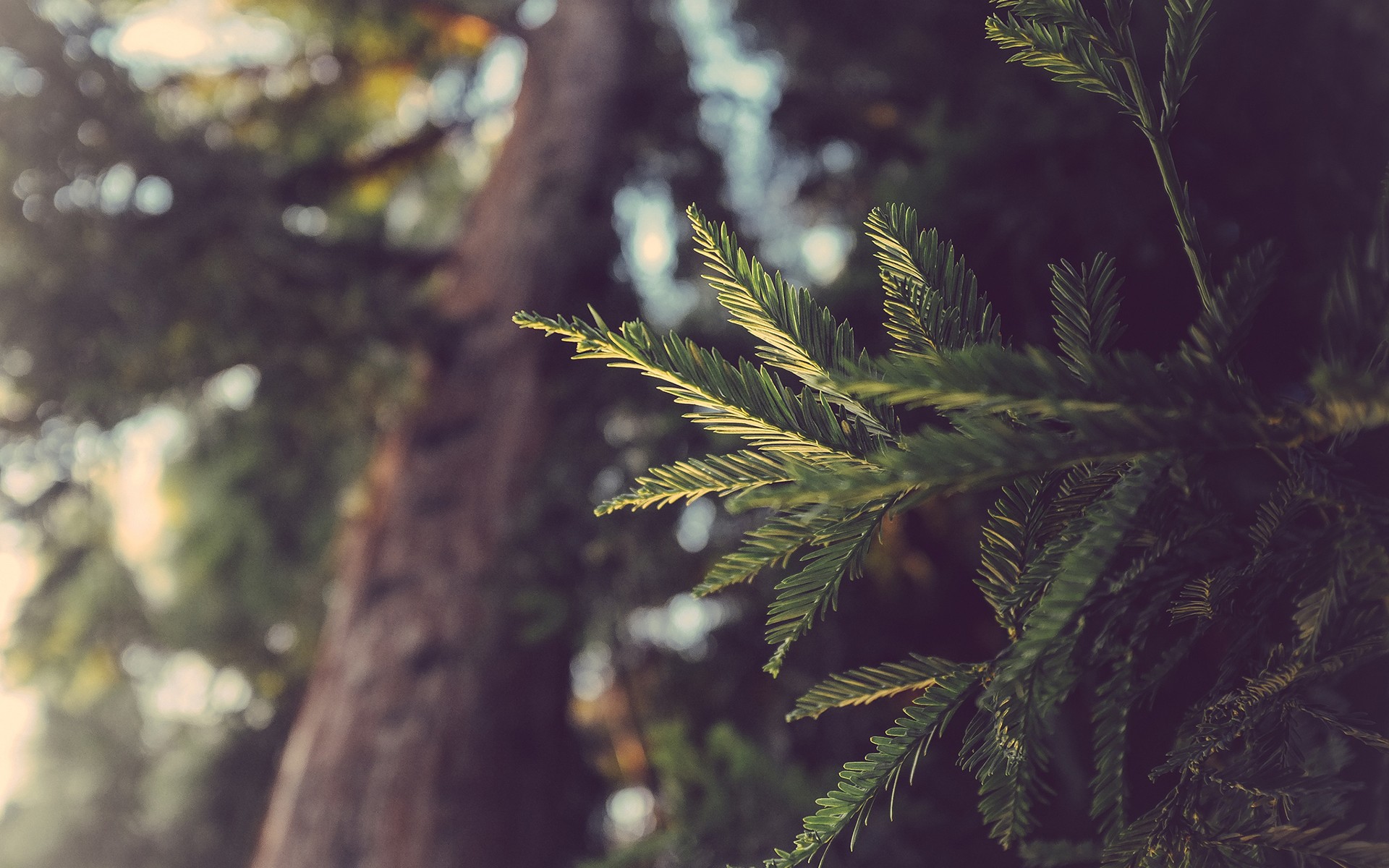 Close-up of redwood tree needles HD Wallpaper