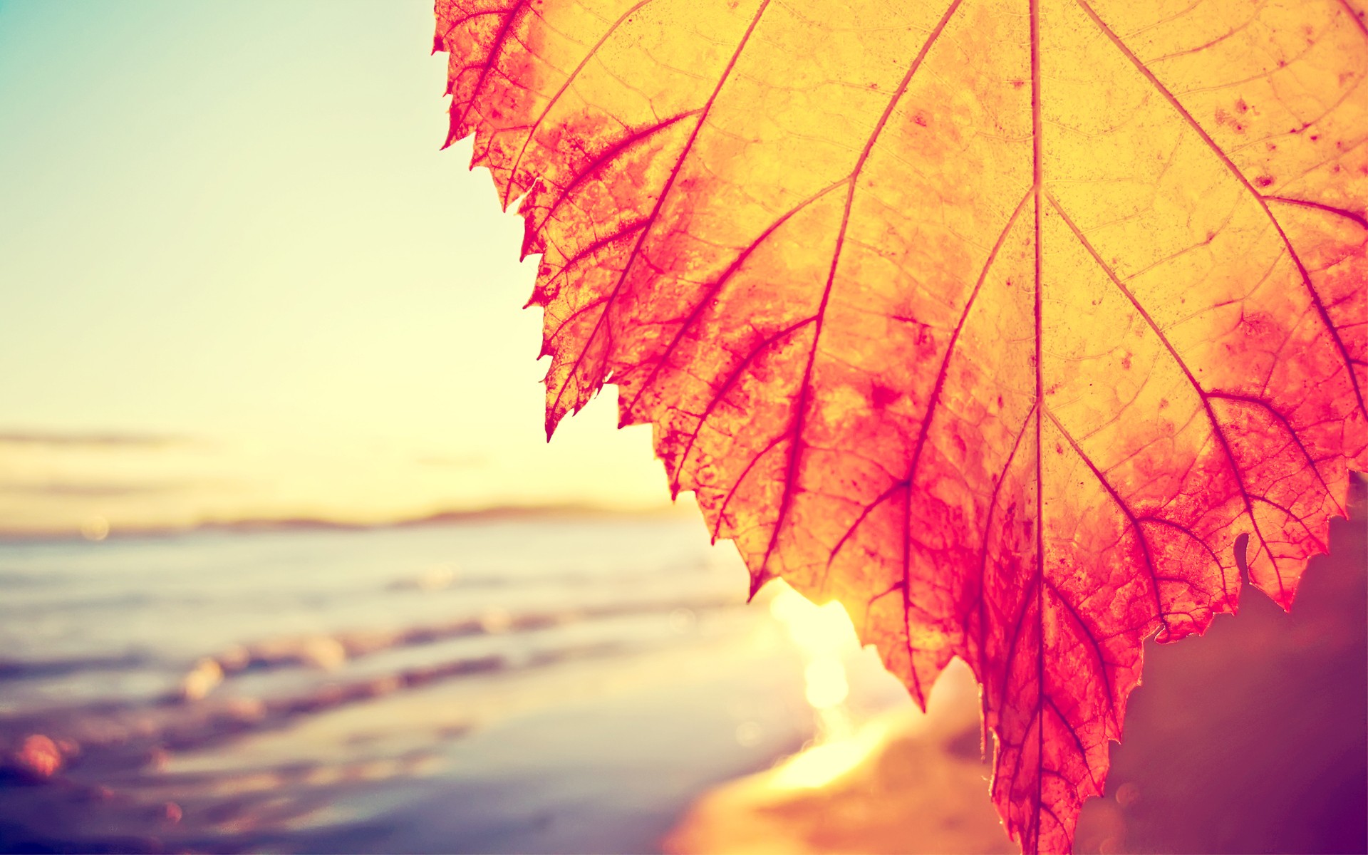 Close-up of a colorful autumn leaf by the beach at sunset HD Wallpaper