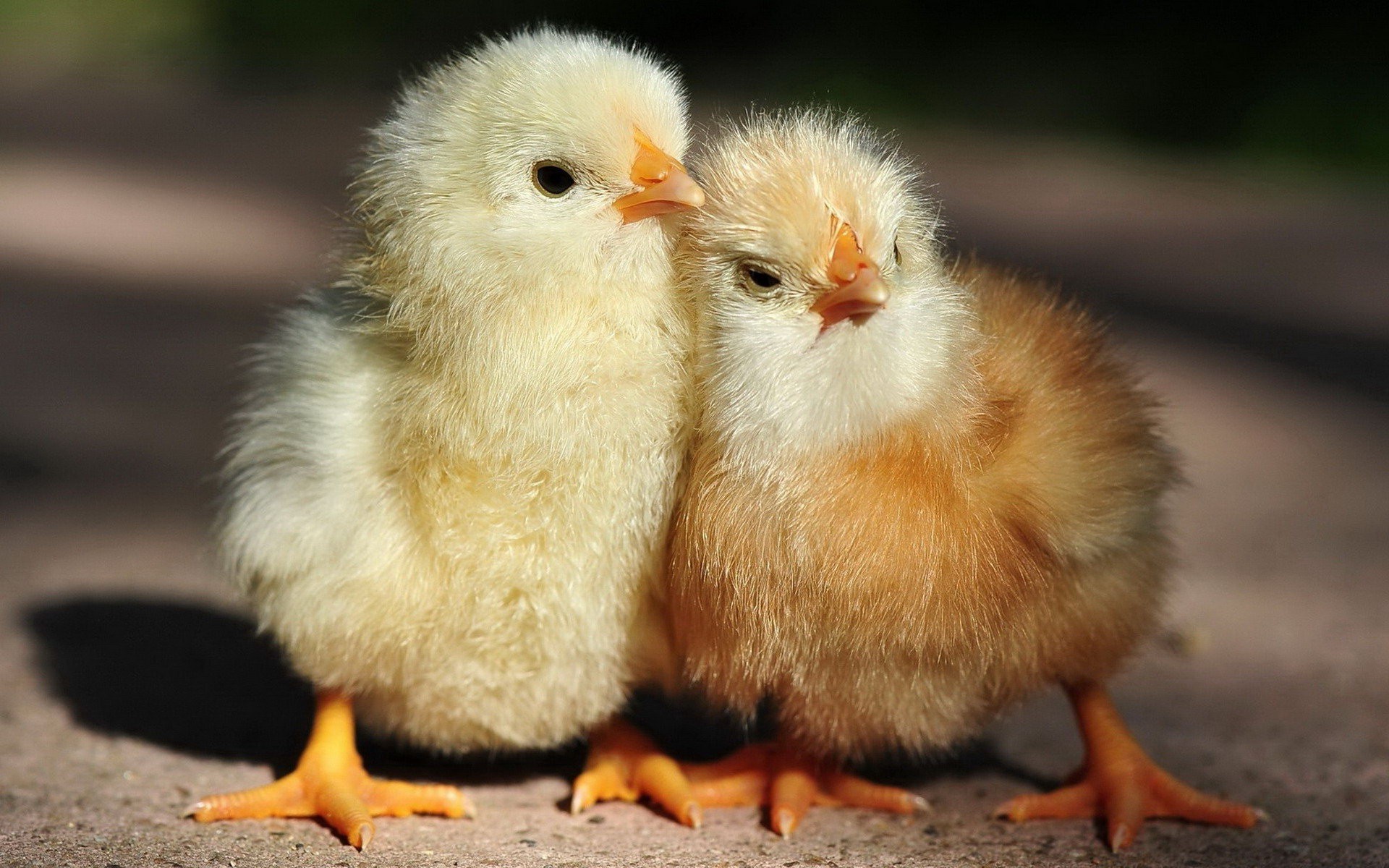 Two fluffy baby chicks standing close together HD Wallpaper