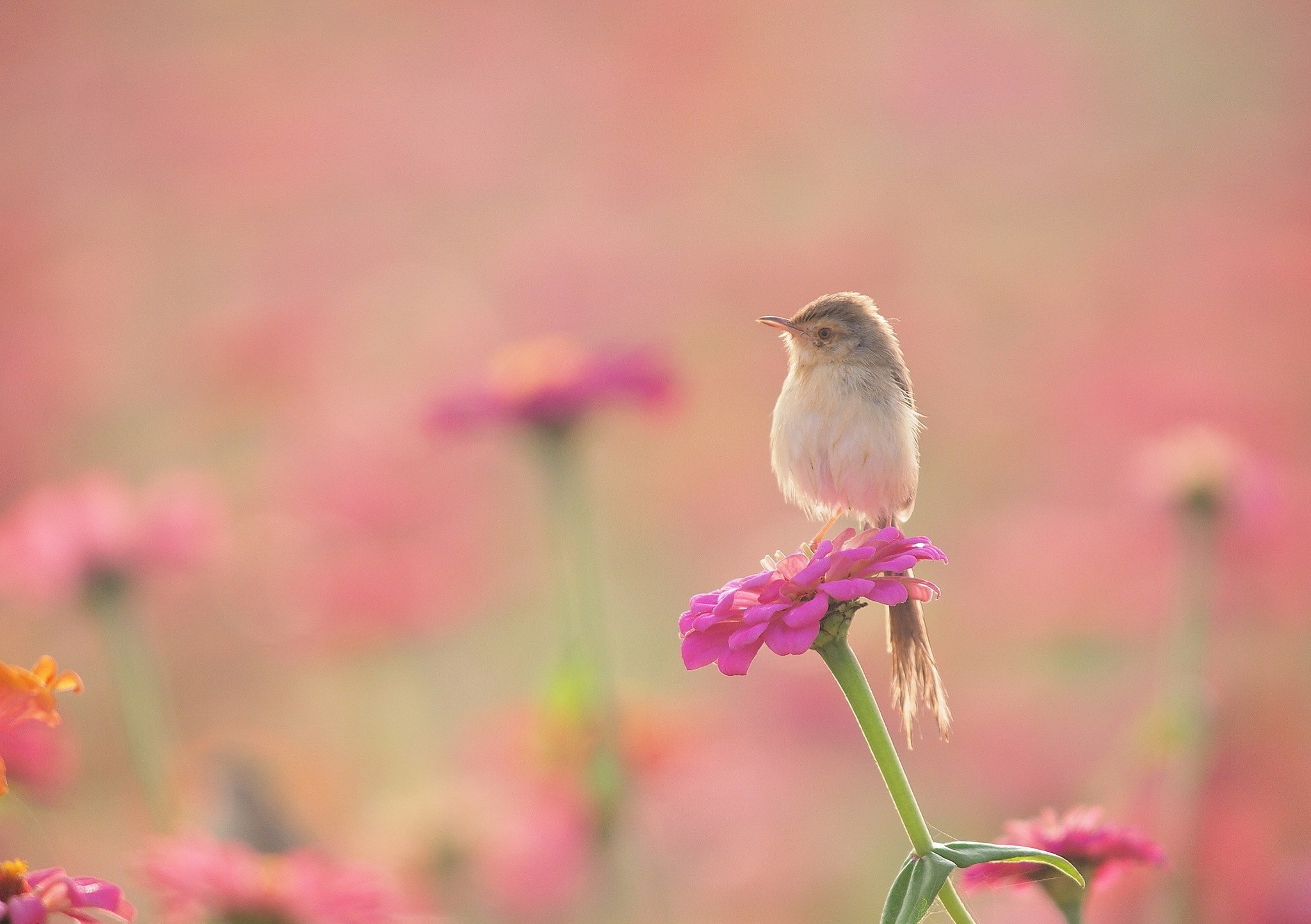 A small bird perched on a pink flower HD Wallpaper