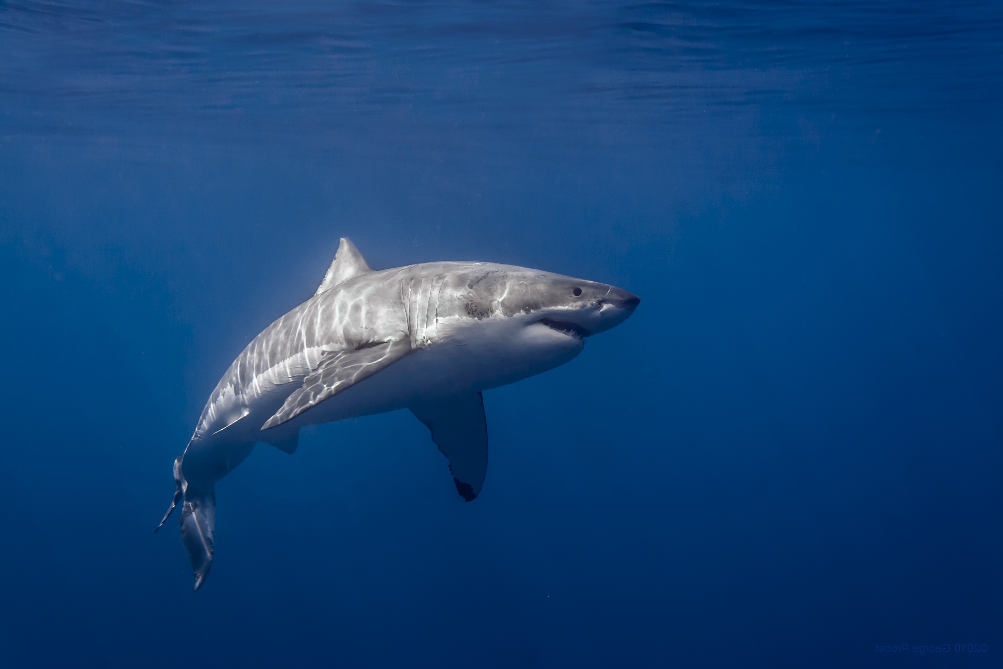 Great white shark swimming in blue ocean water HD Wallpaper