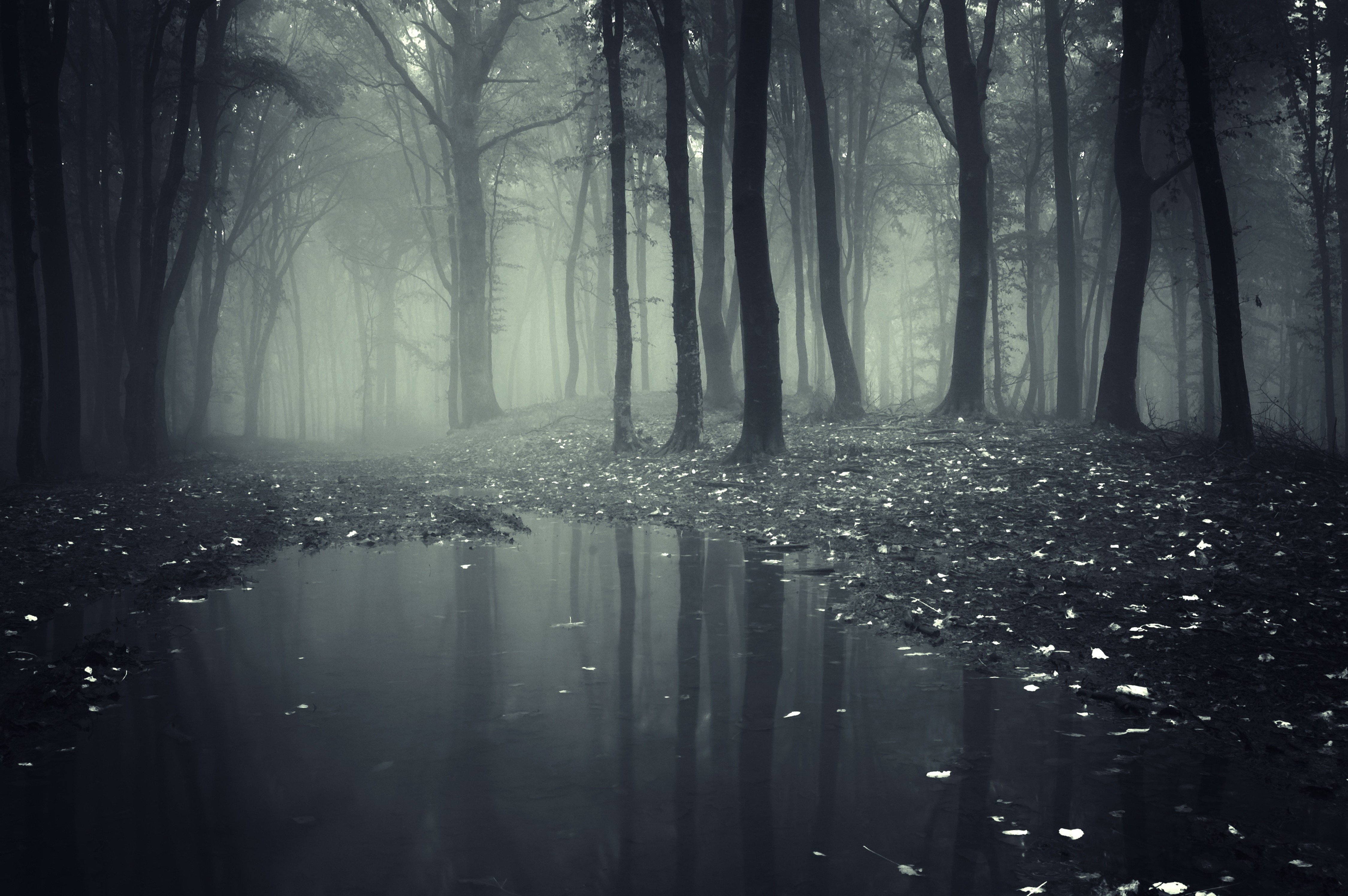Misty forest with a pool of water HD Wallpaper