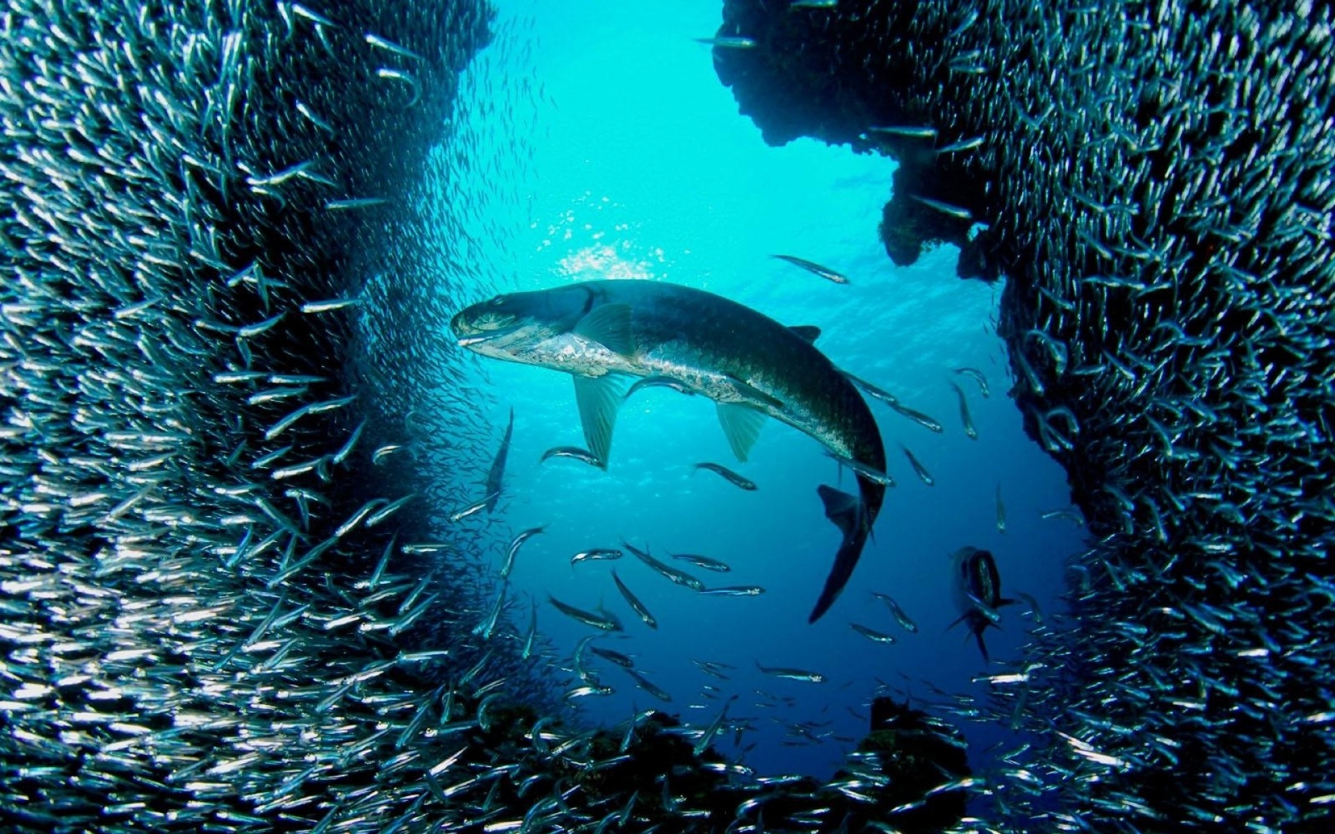 Large fish swims through a school of small fish HD Wallpaper