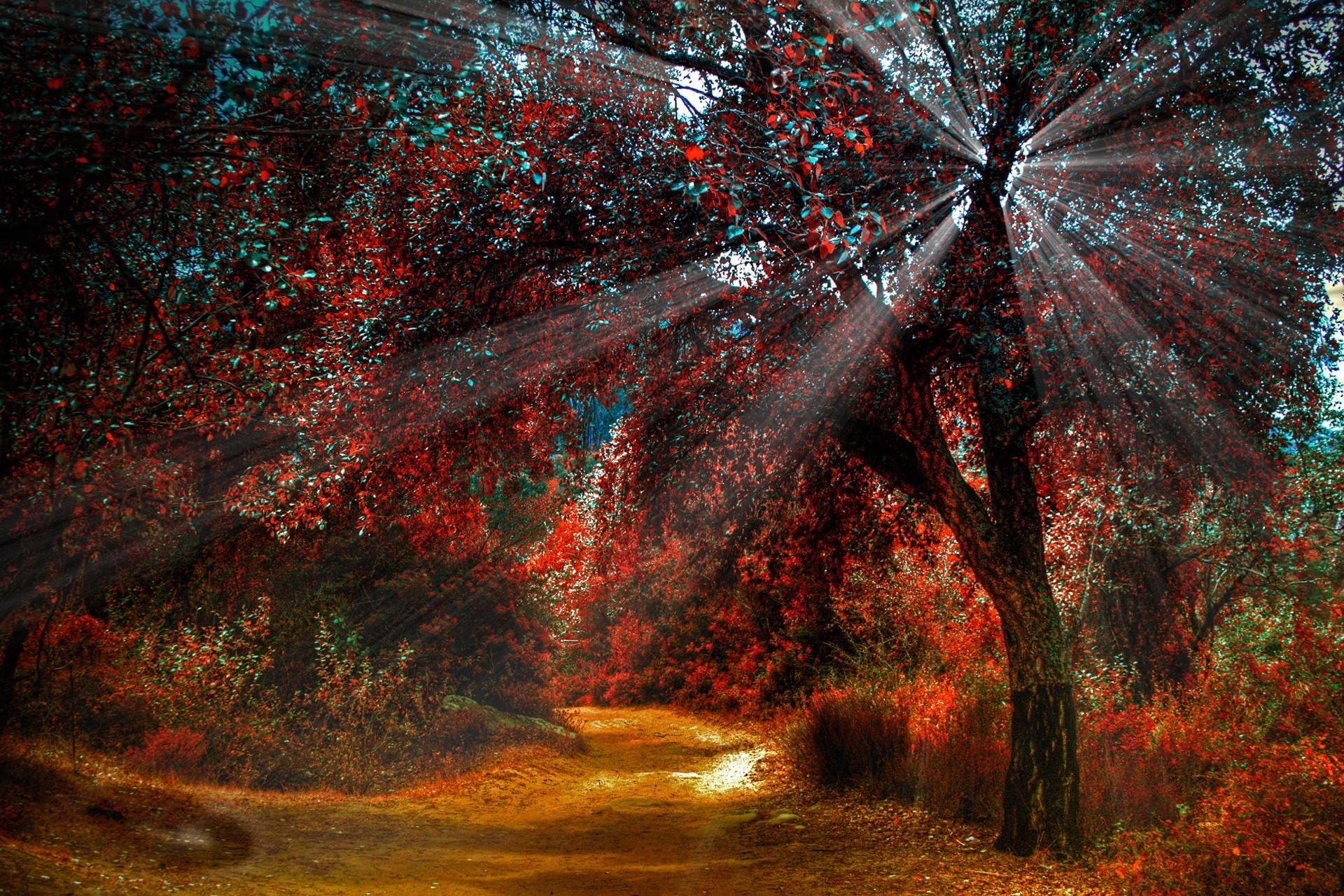 Sun rays filtering through red trees in a forest HD Wallpaper