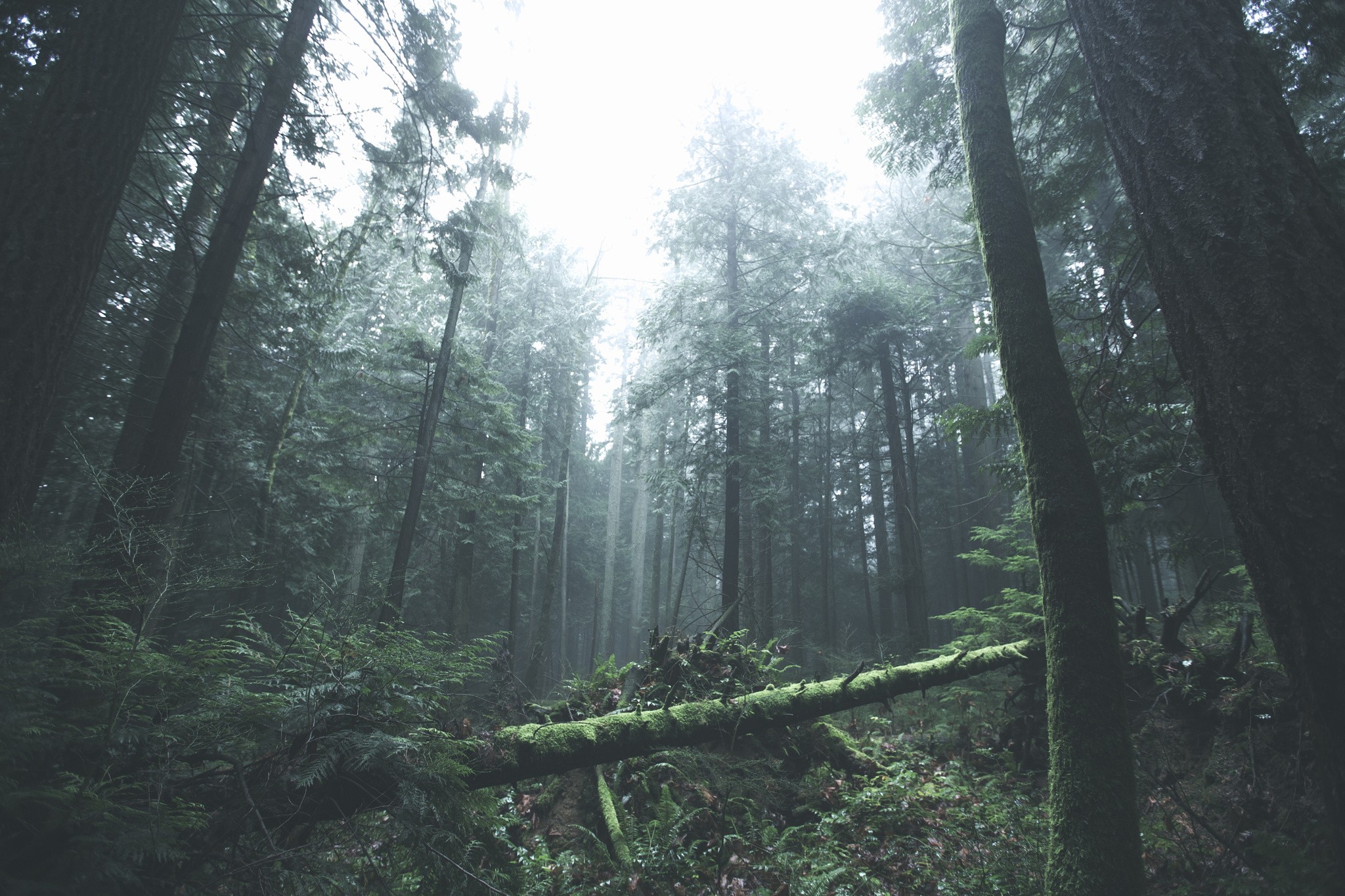 Misty forest with fallen moss-covered tree HD Wallpaper