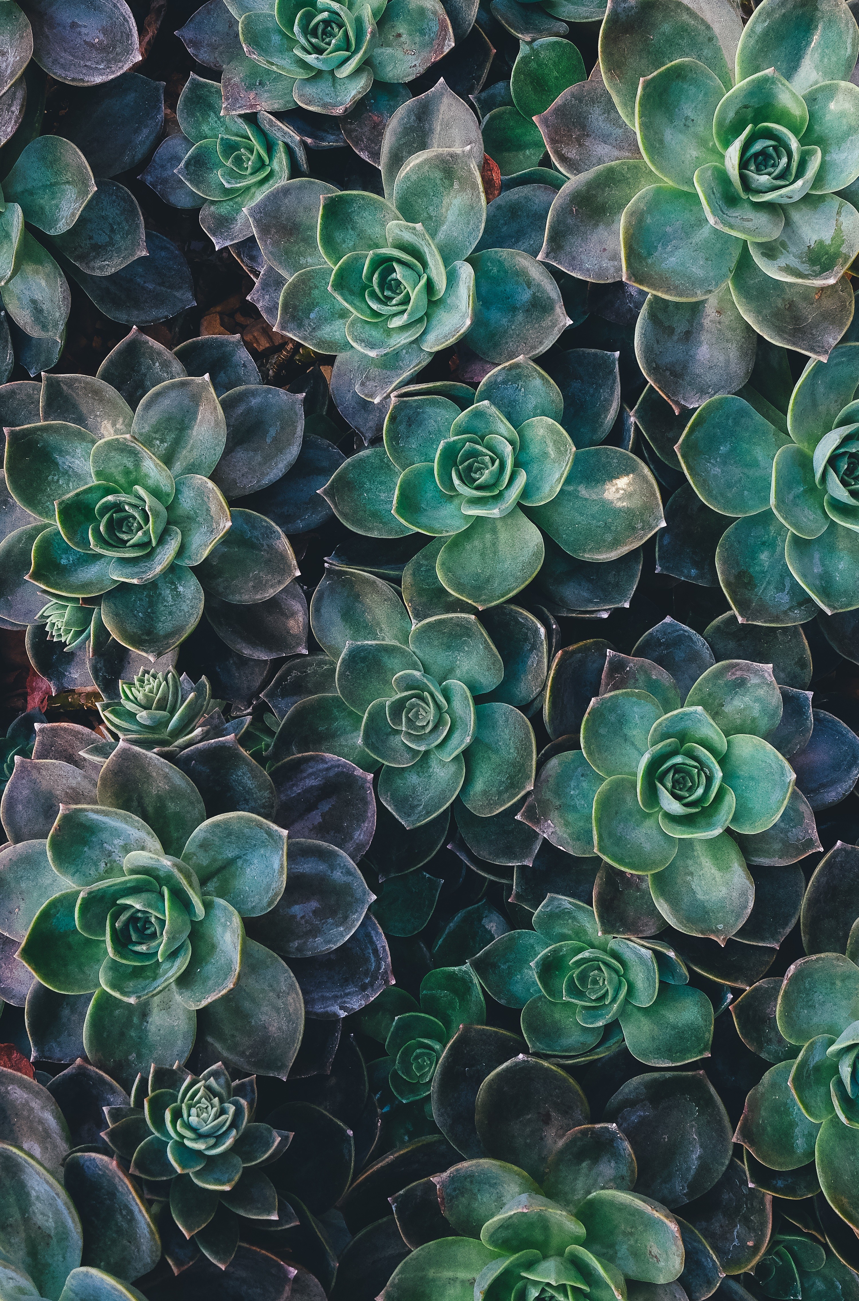 Close-up of a cluster of green succulents HD Wallpaper