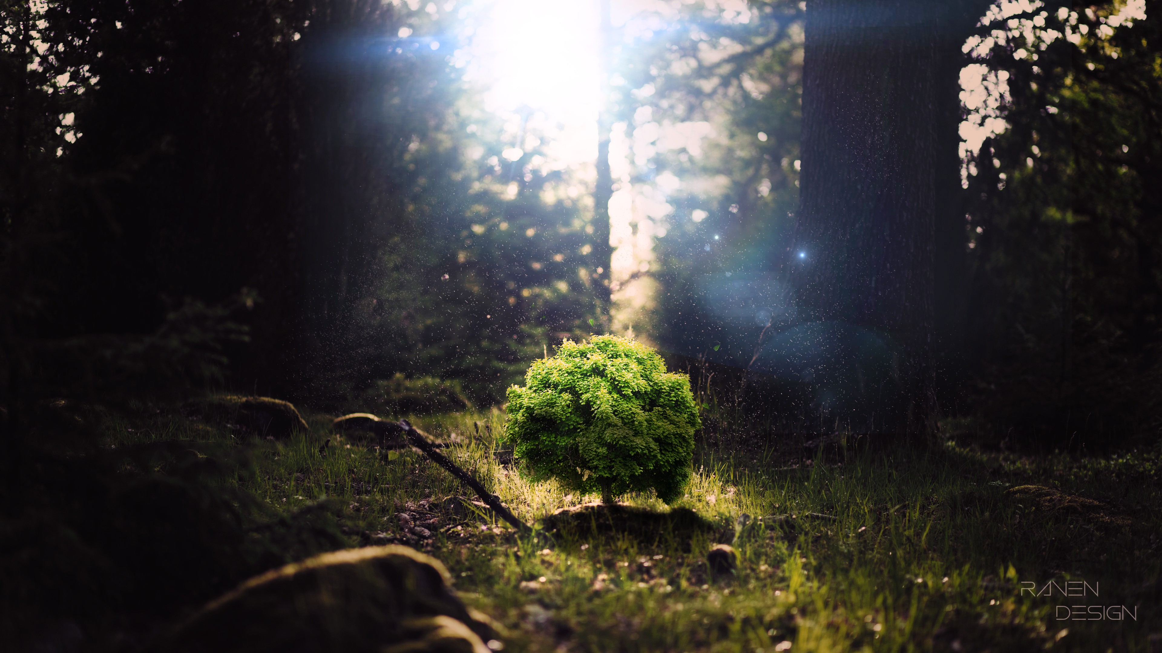 A lone tree in a sunlit forest HD Wallpaper