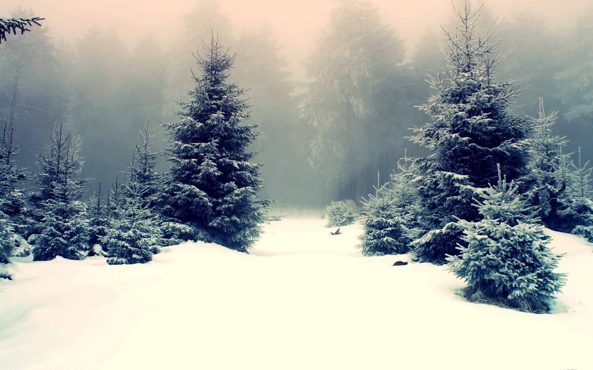 Snowy forest with pine trees and mist HD Wallpaper