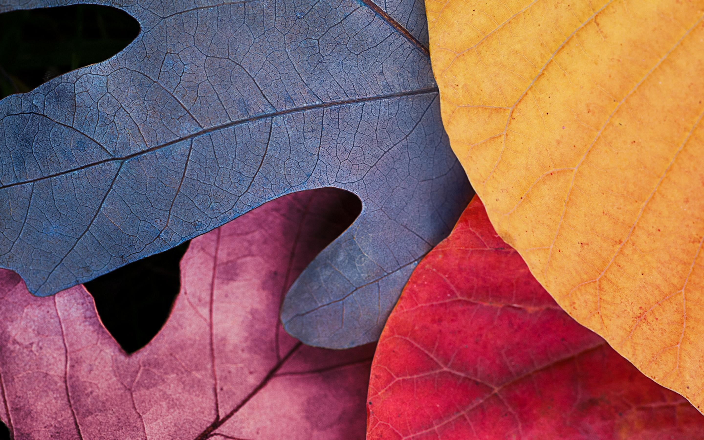 Close-up of colorful autumn leaves HD Wallpaper