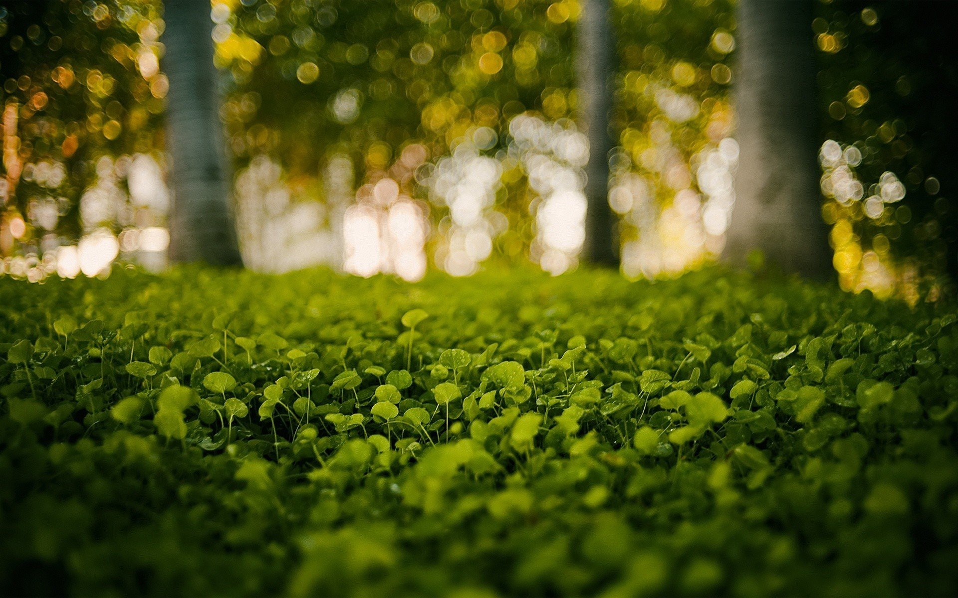 Green clover field with bokeh trees HD Wallpaper