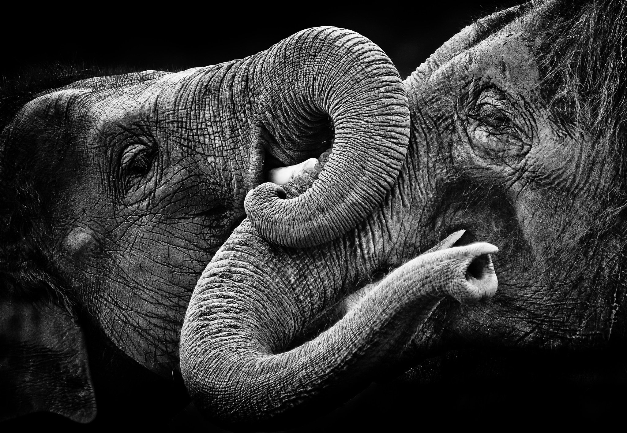 Two elephants embracing with their trunks HD Wallpaper