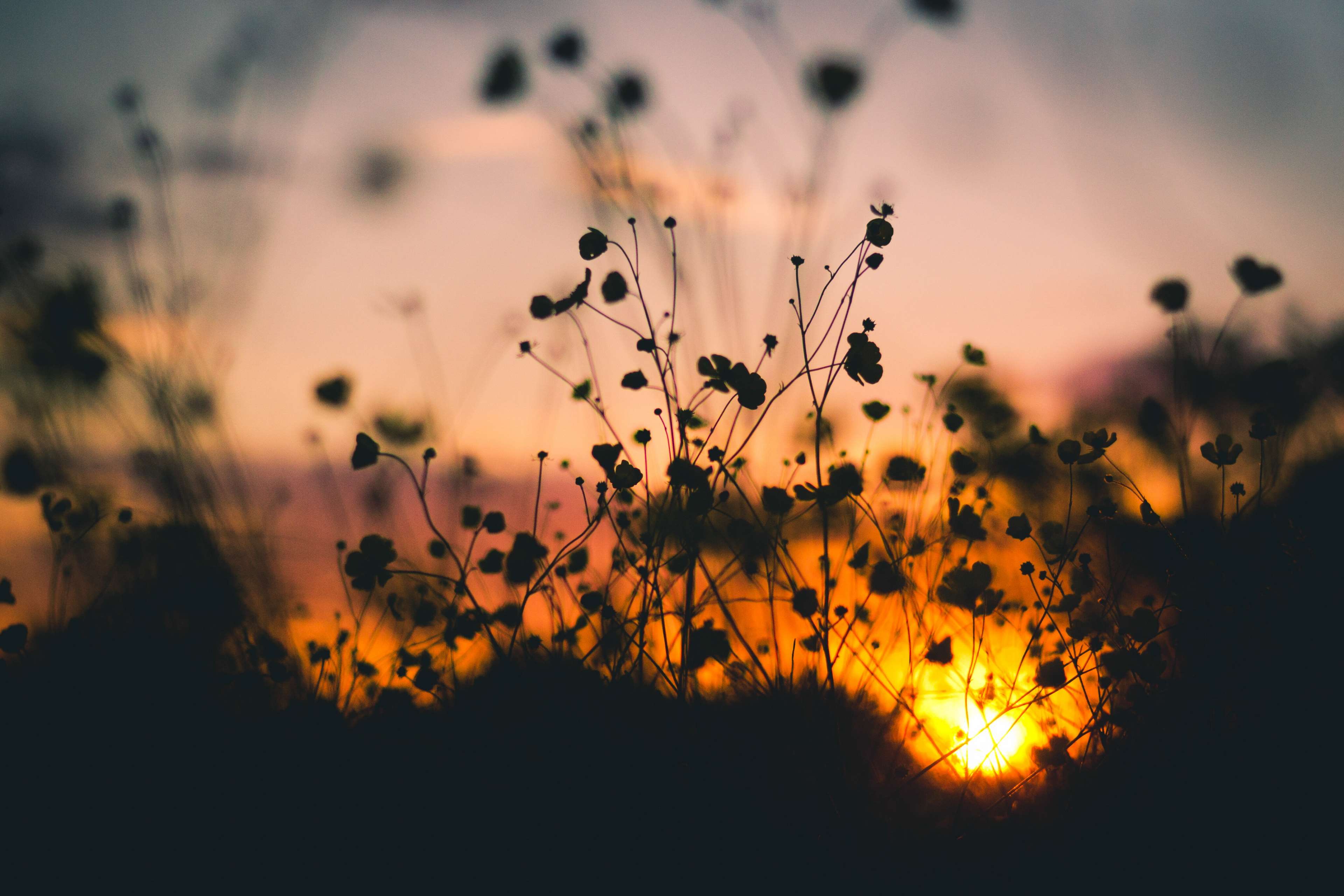 Silhouetted flowers at sunset HD Wallpaper