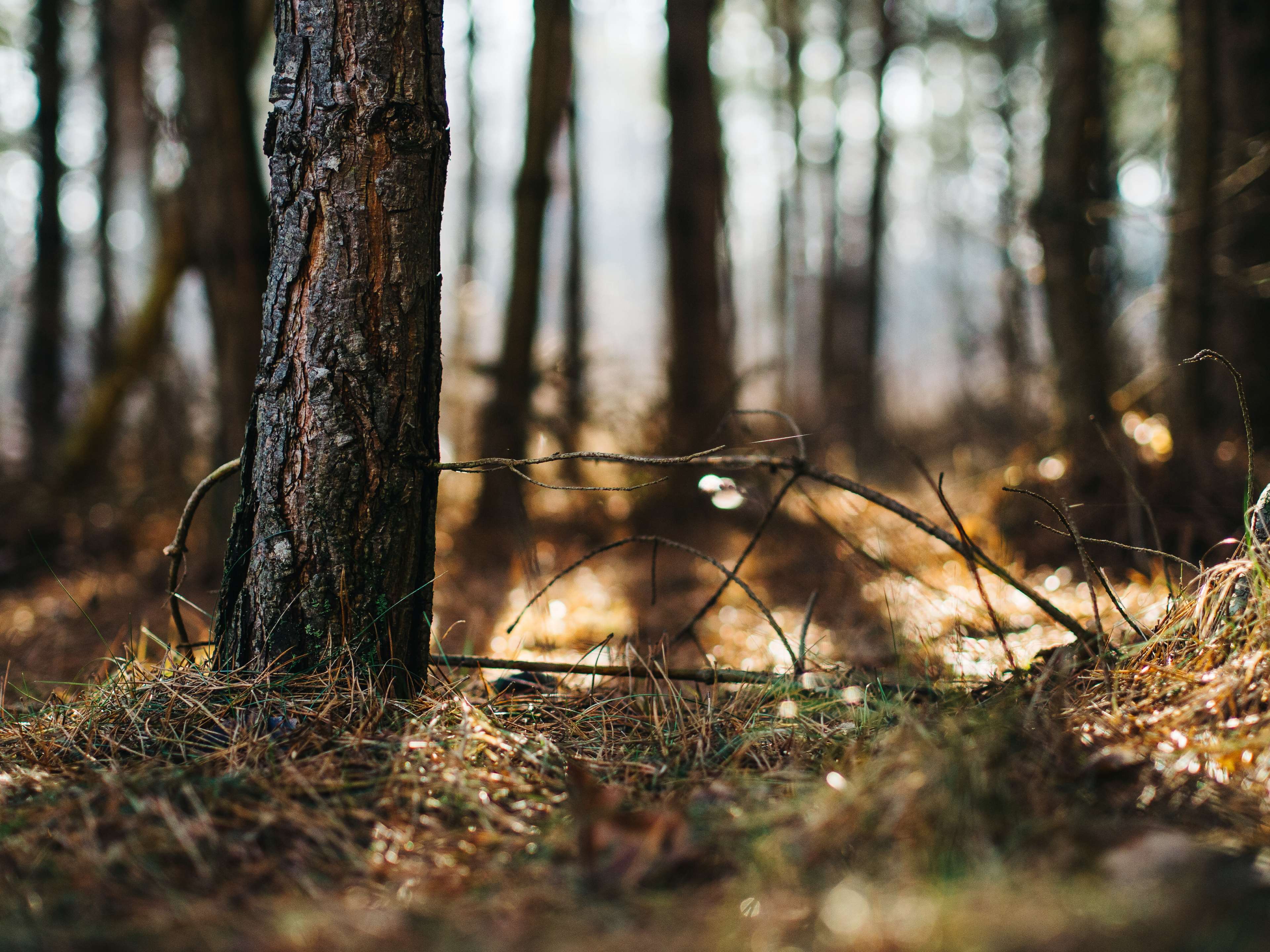 Forest floor with tree trunk and bokeh background HD Wallpaper
