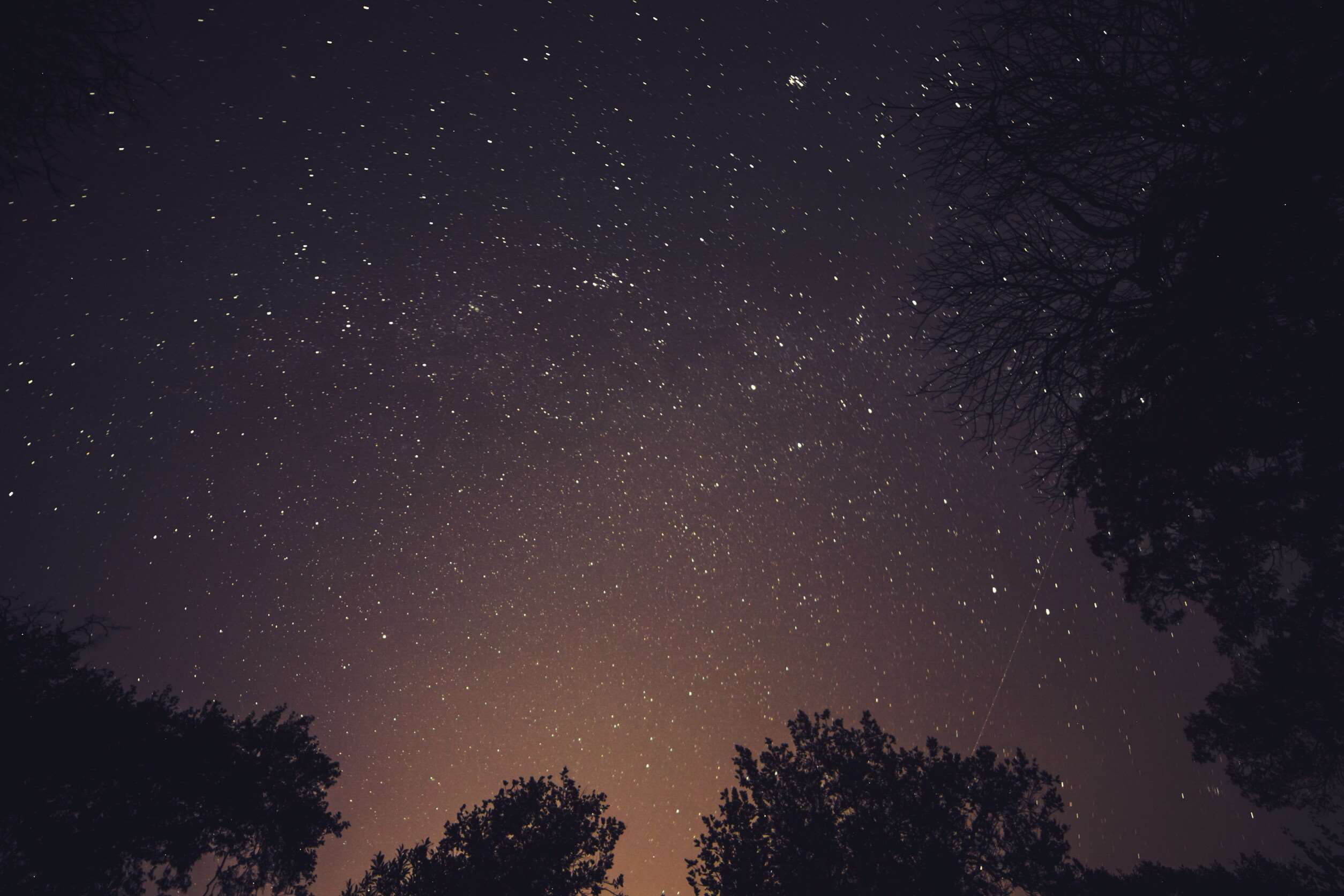 Night sky full of stars above trees HD Wallpaper