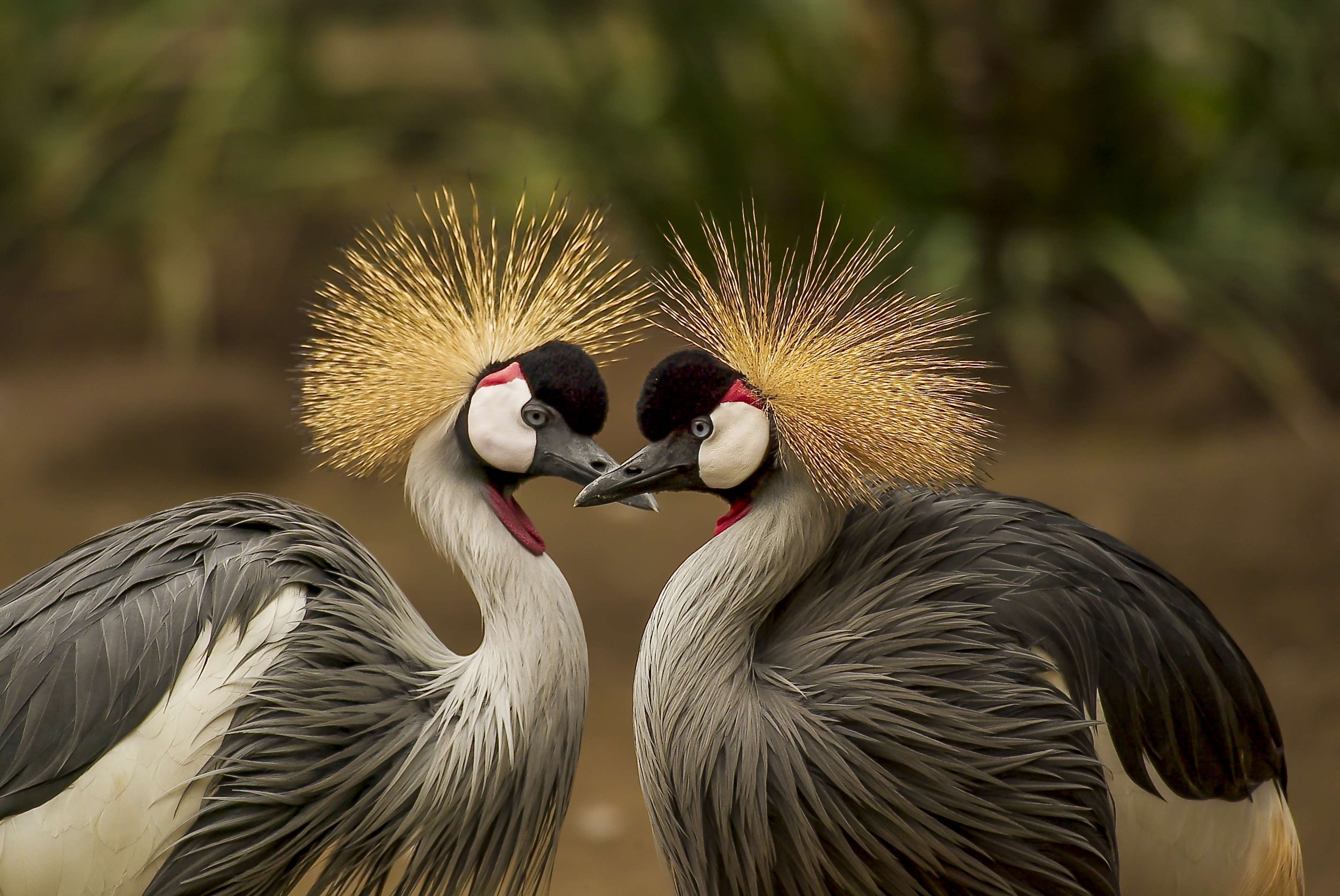 Two Grey Crowned Cranes in a Portrait HD Wallpaper