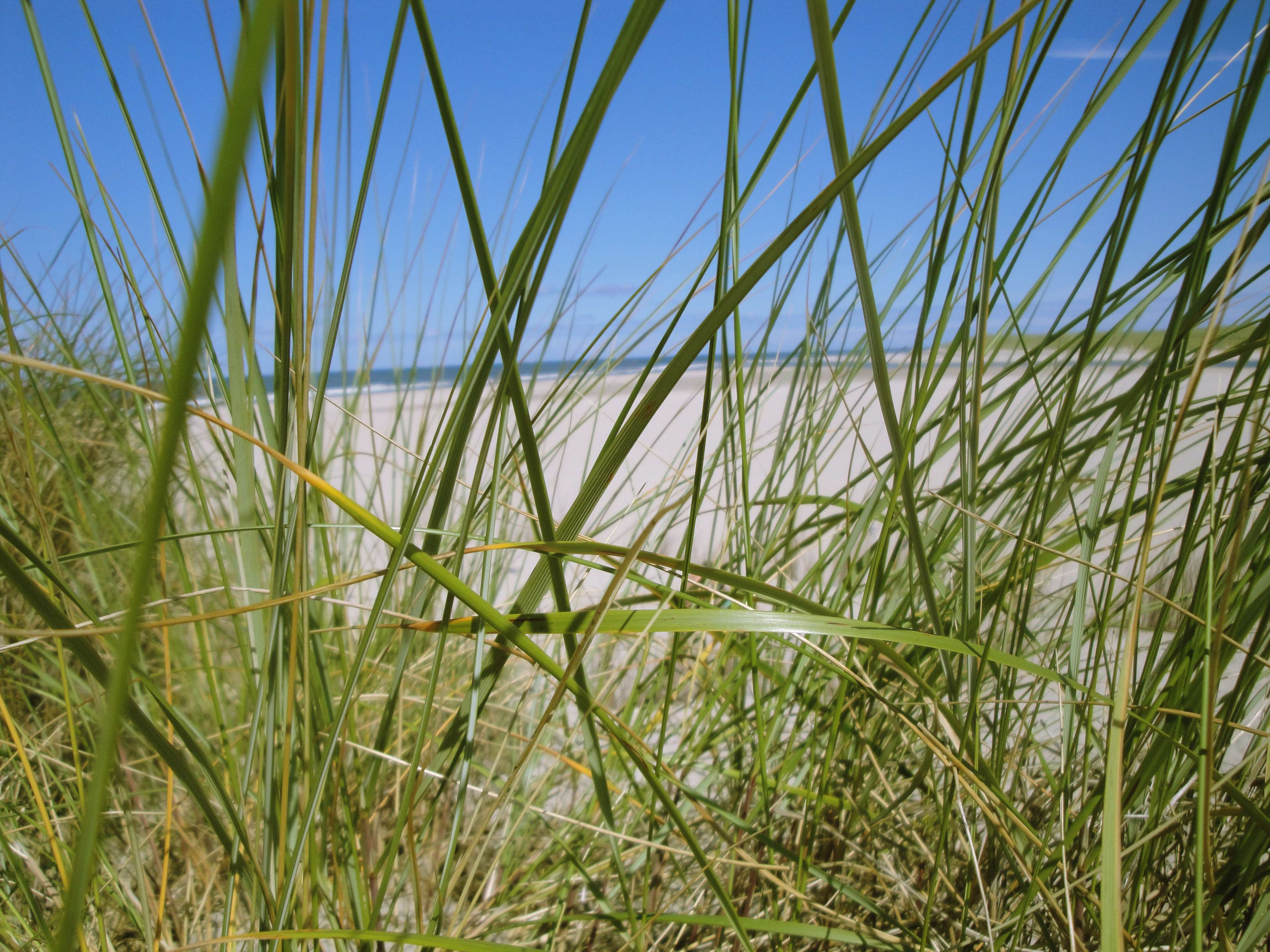 Beach and dunes with tall grass in the foreground HD Wallpaper