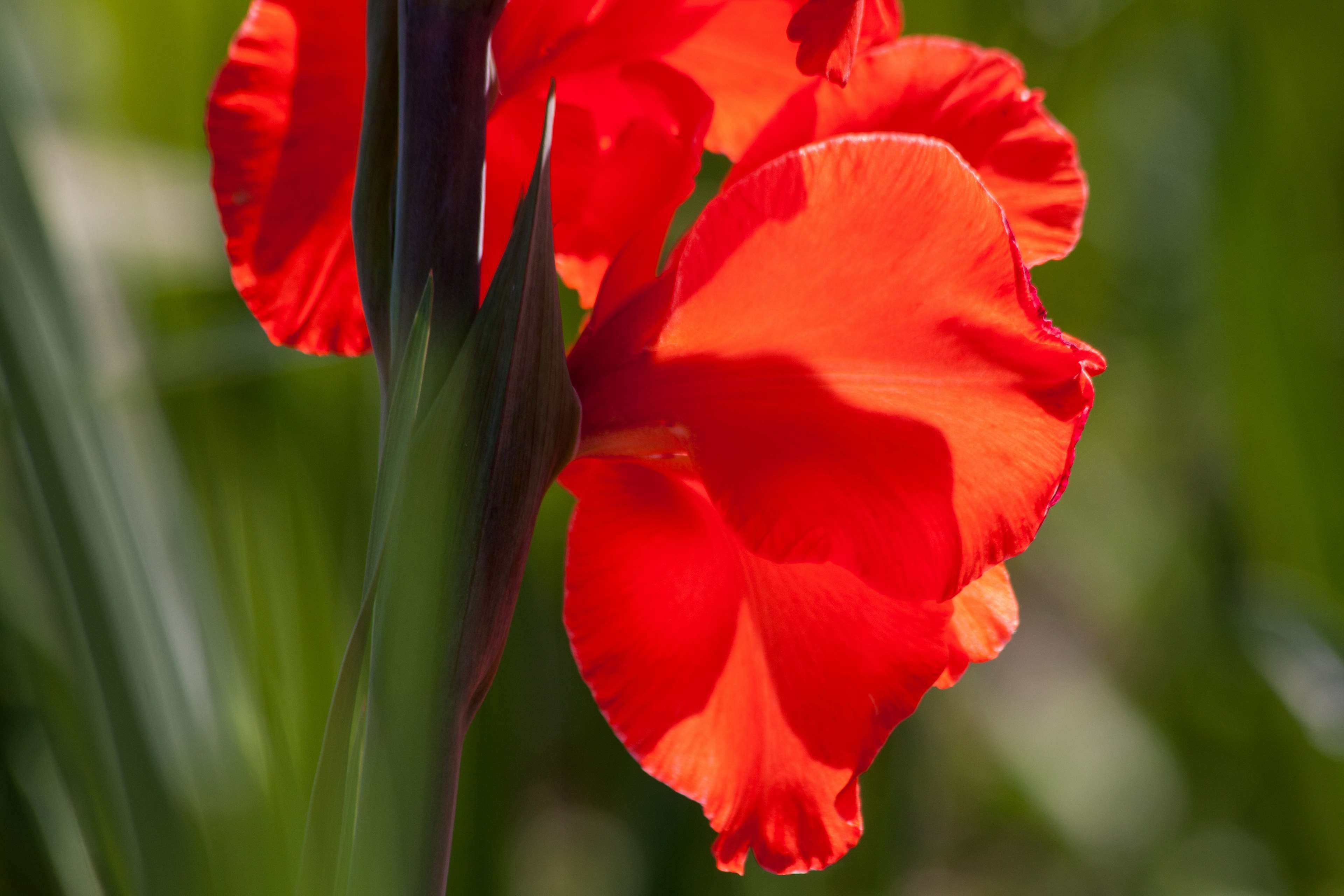 Close up of a red gladiolus flower in bloom HD Wallpaper
