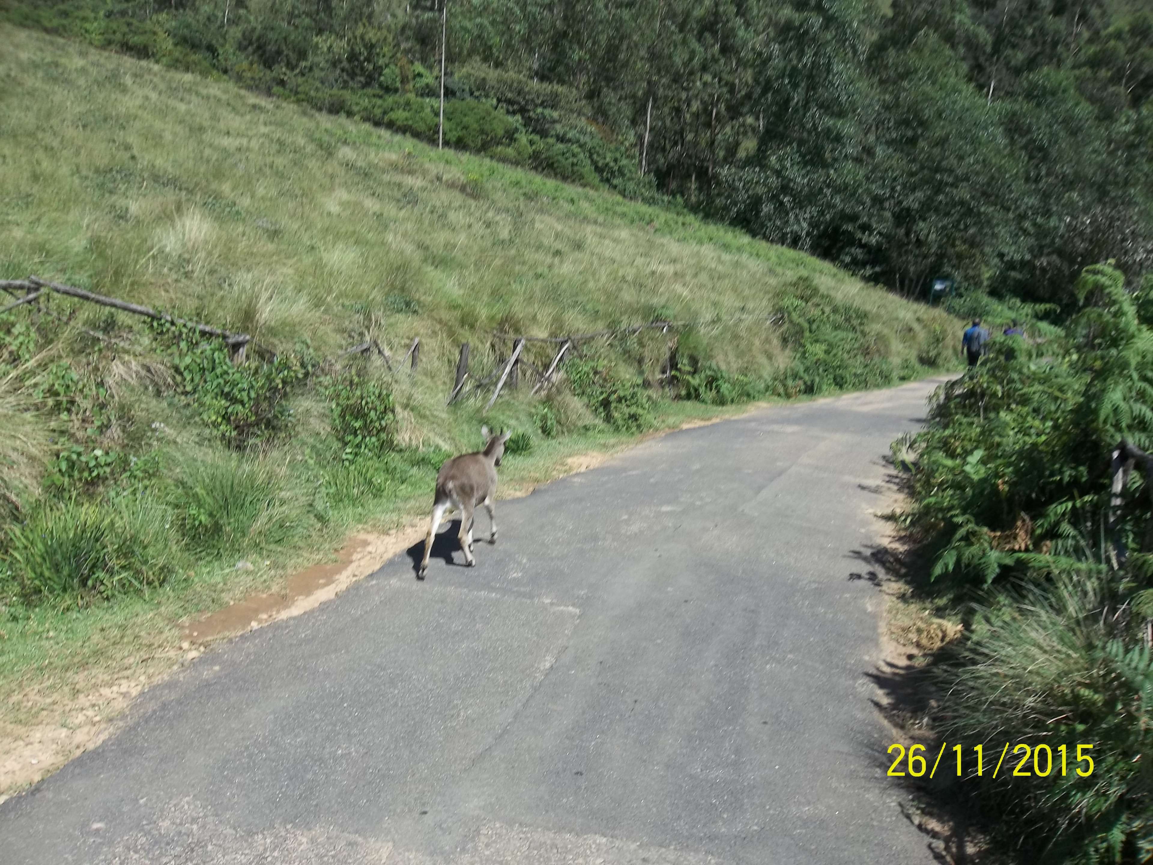 Deer on a road in a hilly area HD Wallpaper