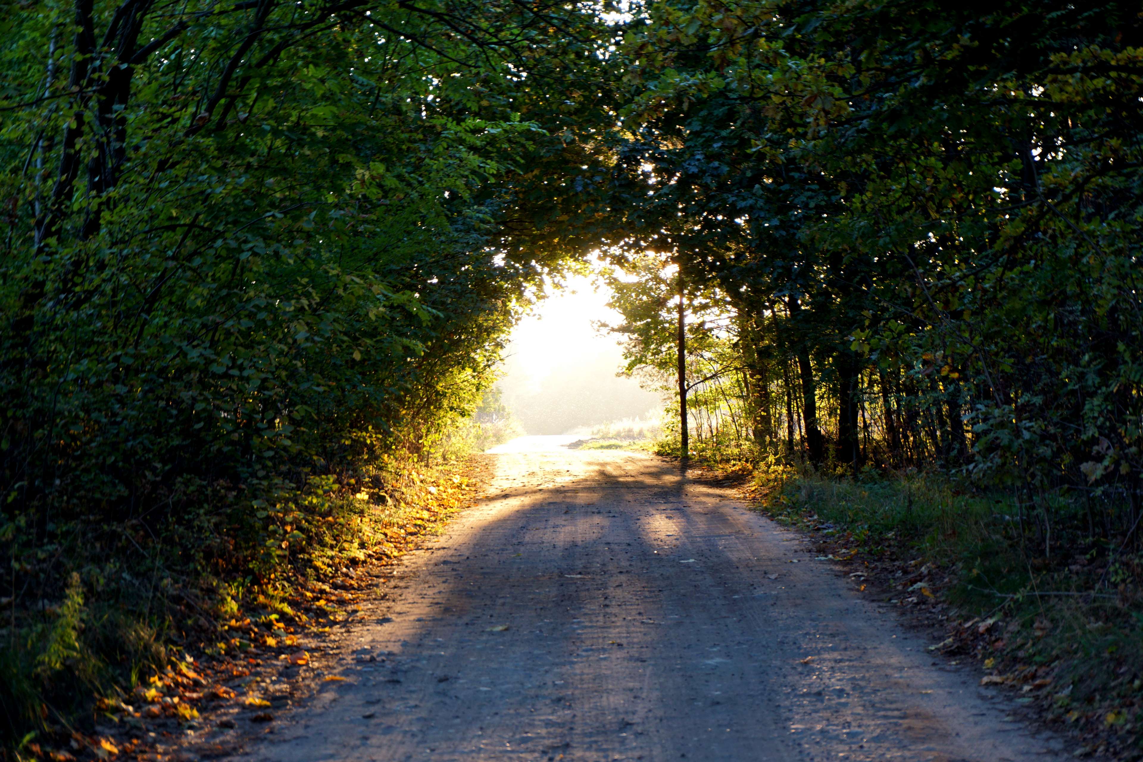 Sunlit forest road with trees forming an arch HD Wallpaper