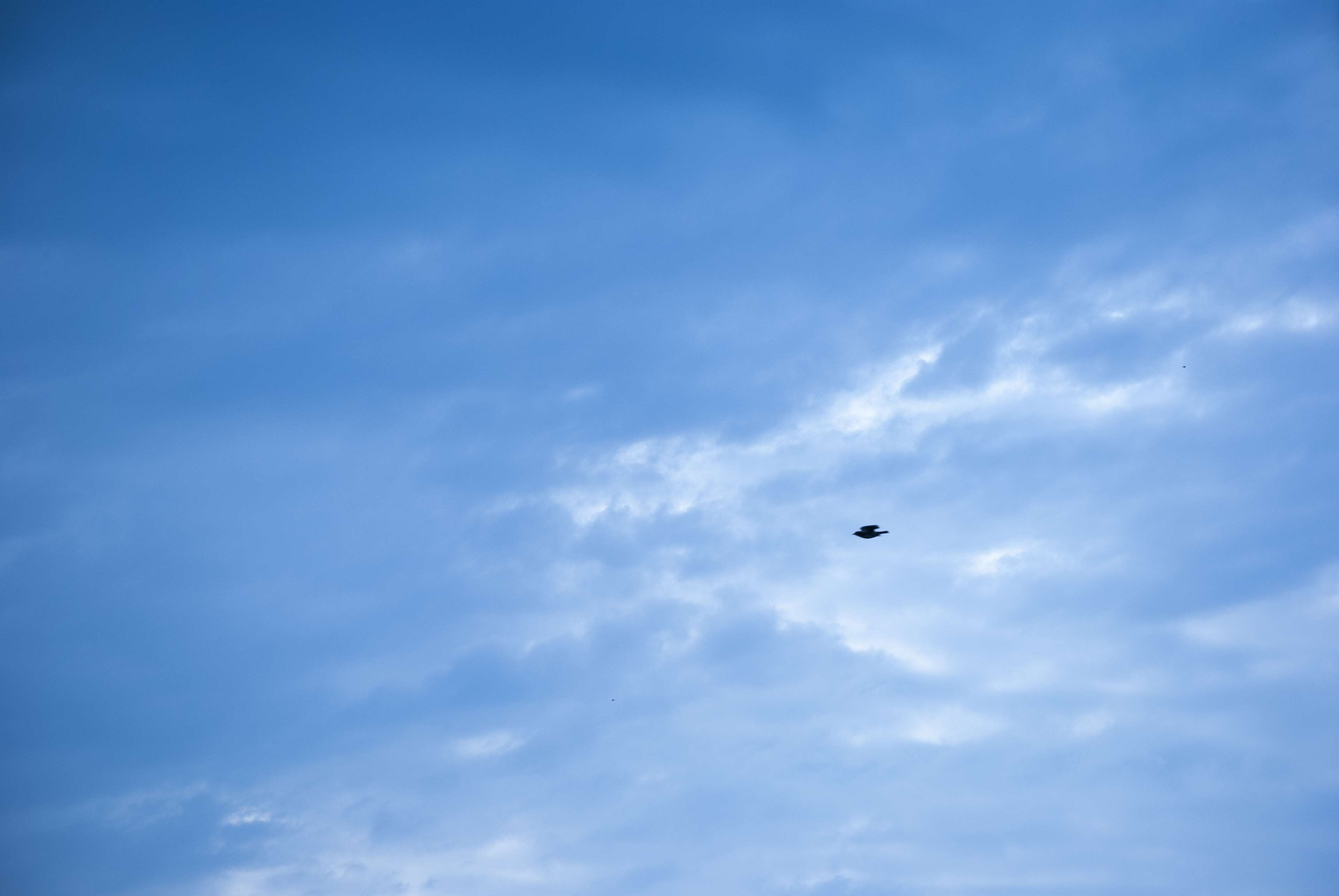 Bird flying in the sky with clouds 4K HD Wallpaper