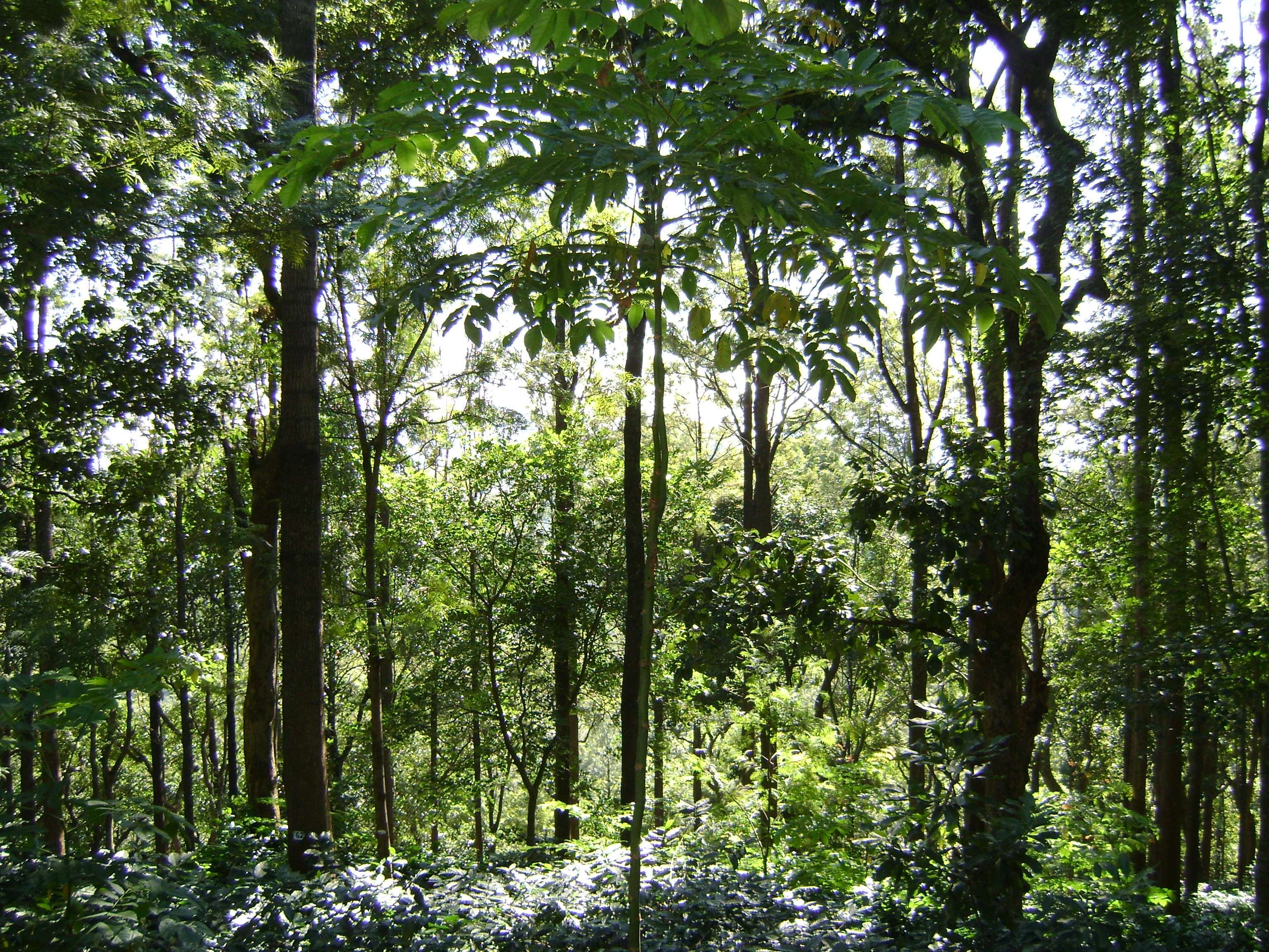 Sunlight filtering through a dense forest canopy HD Wallpaper