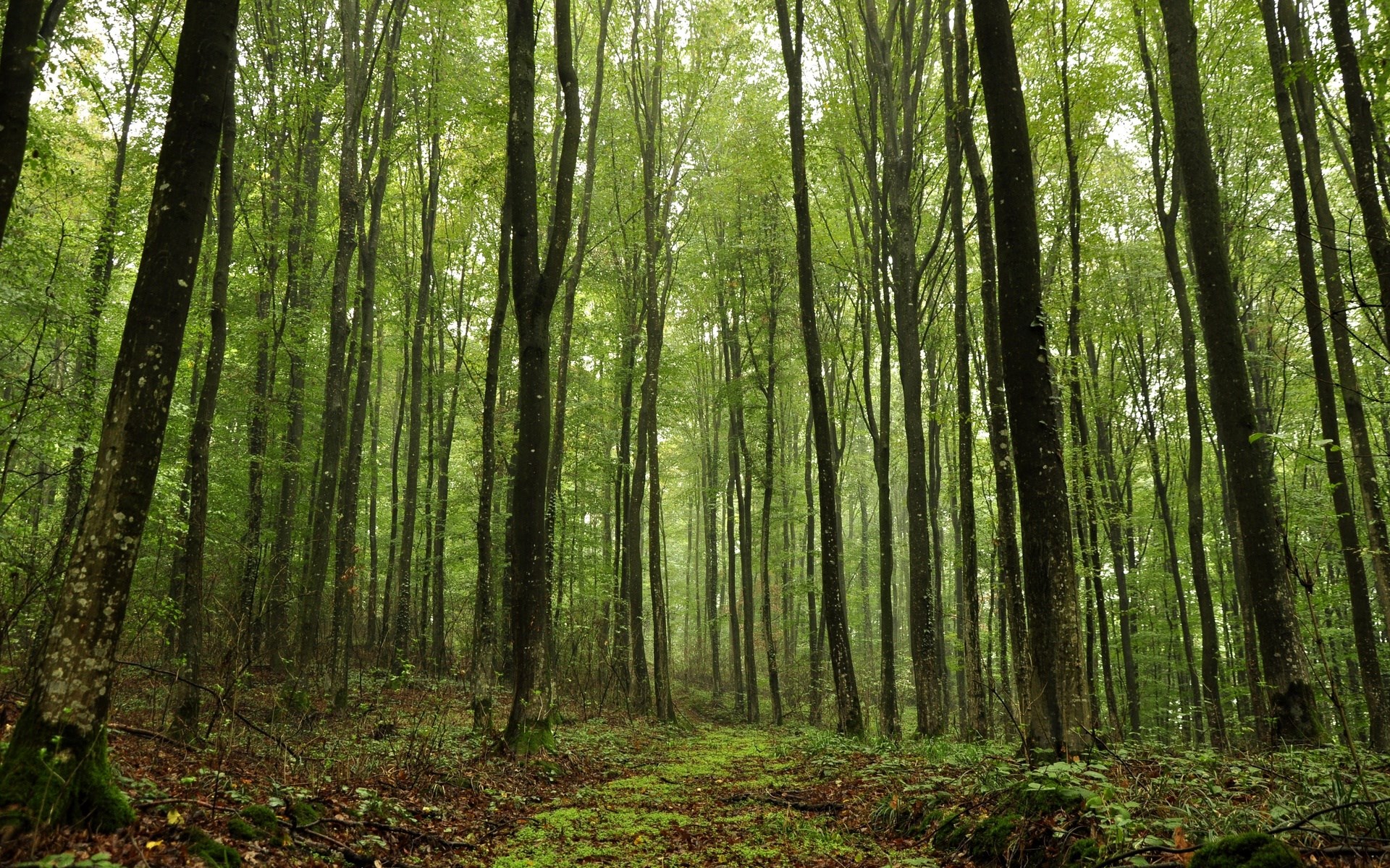 A path through a dense green forest with tall trees HD Wallpaper