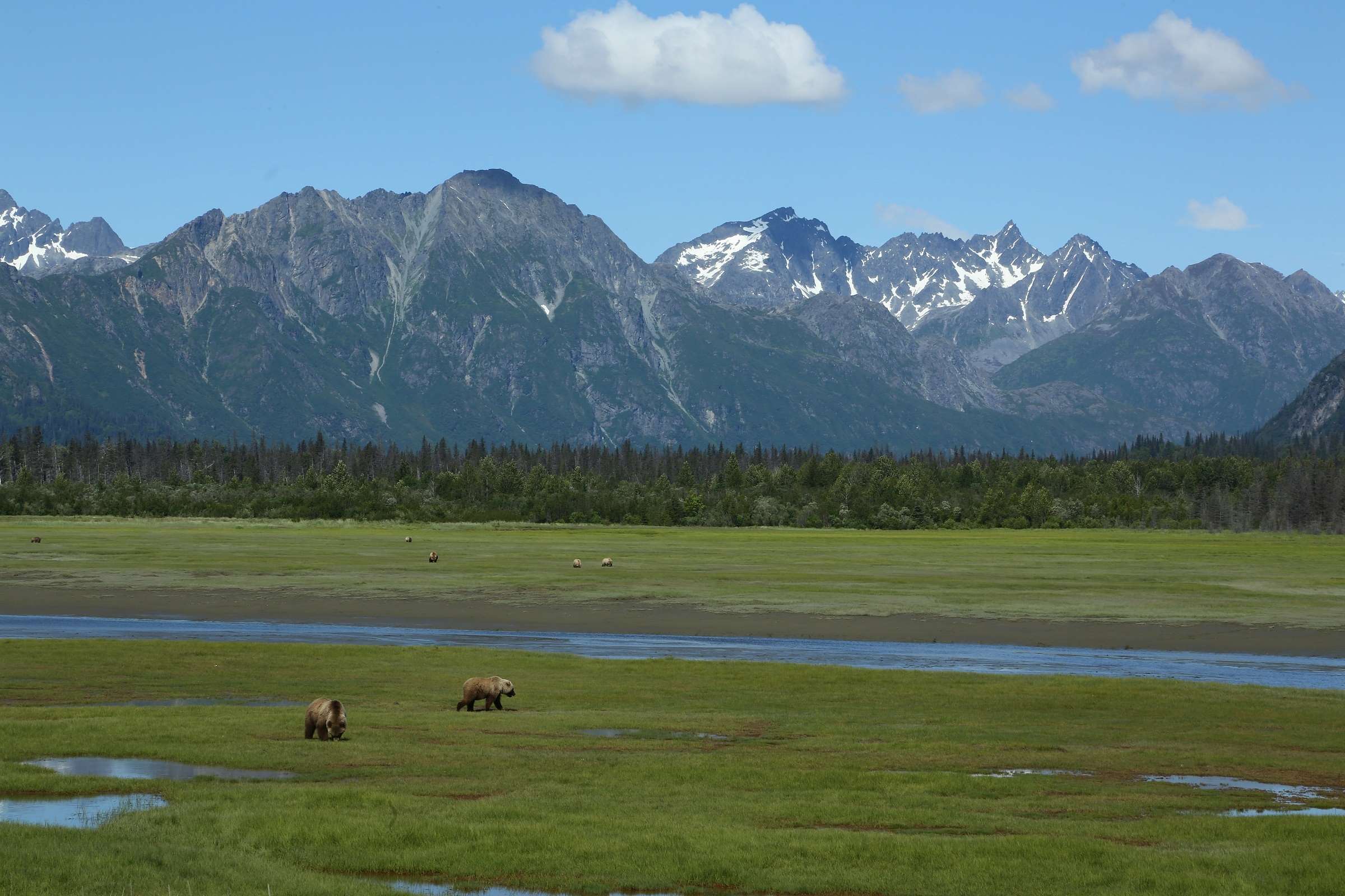 Brown bears in a grassy valley with mountains HD Wallpaper