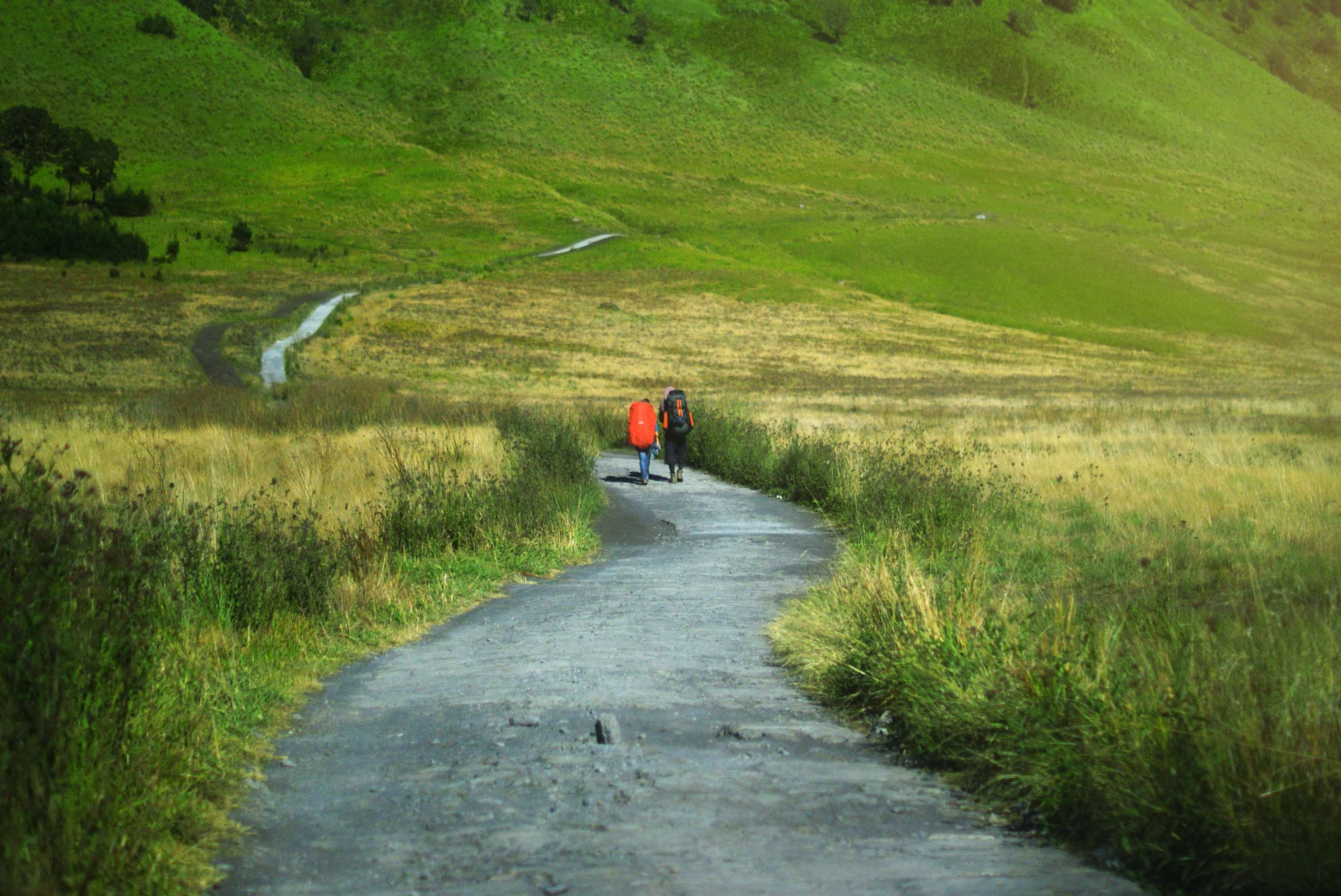Two hikers with backpacks walk on a path through a grassy field. HD Wallpaper