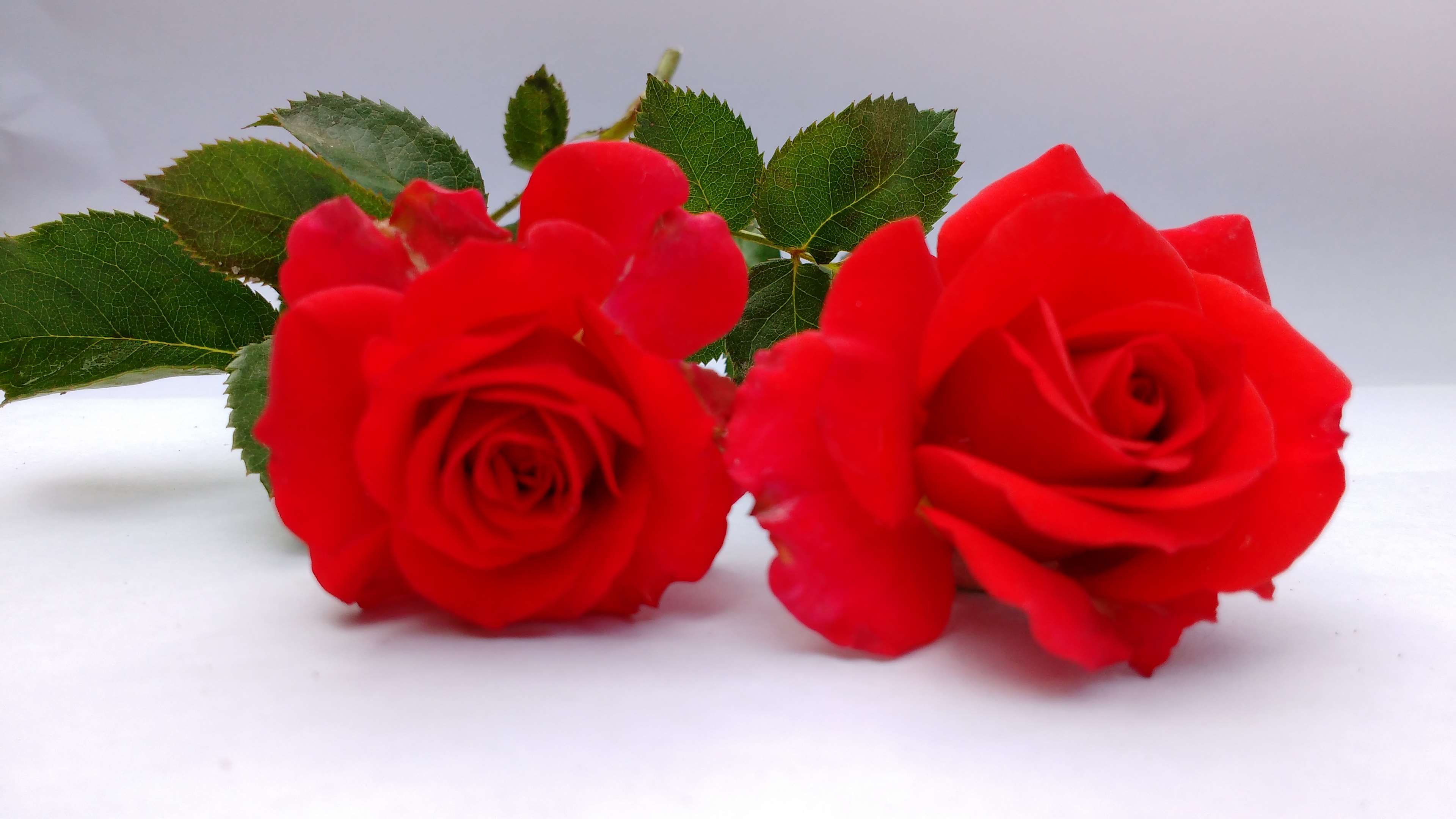 Two red roses with green leaves HD Wallpaper