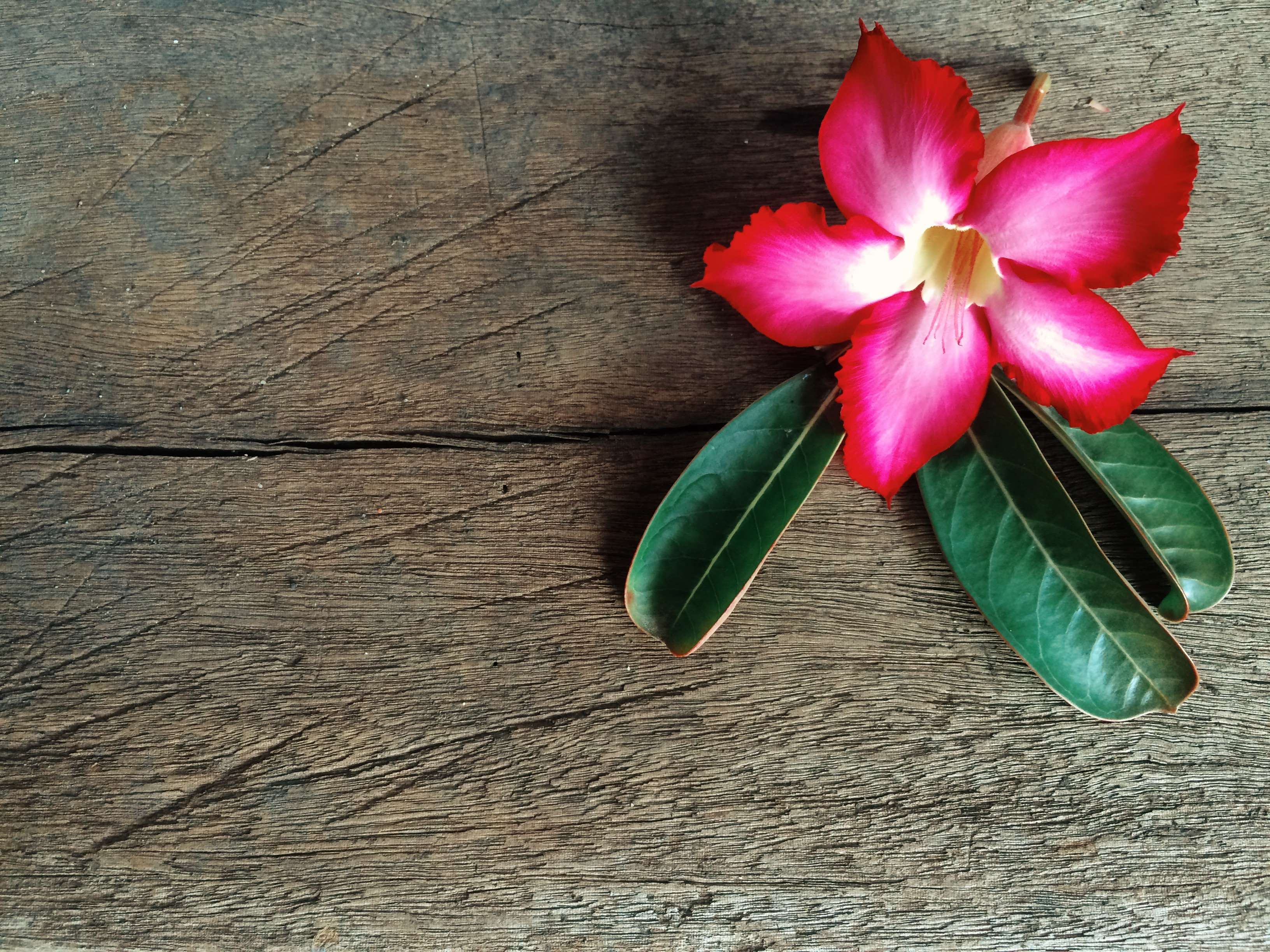 Desert rose flower with leaves on wooden surface HD Wallpaper
