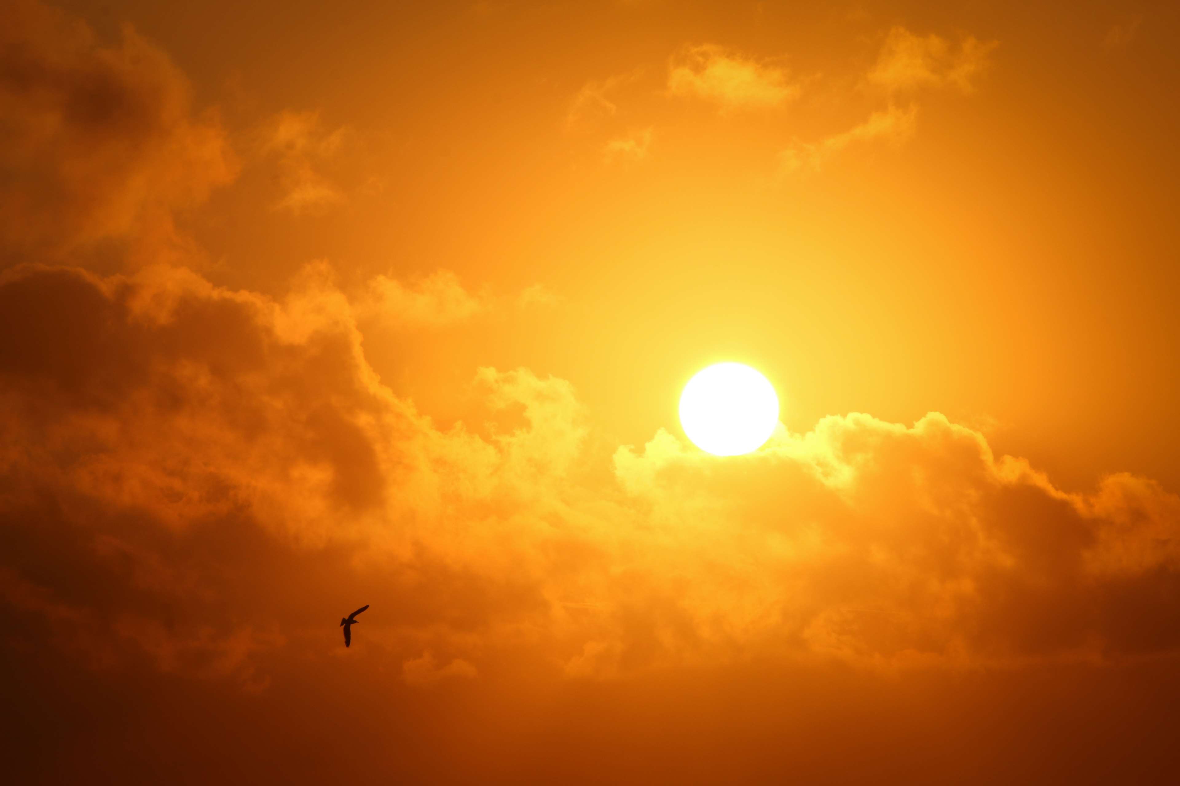 Silhouette of a bird flying during sunset 4K HD Wallpaper