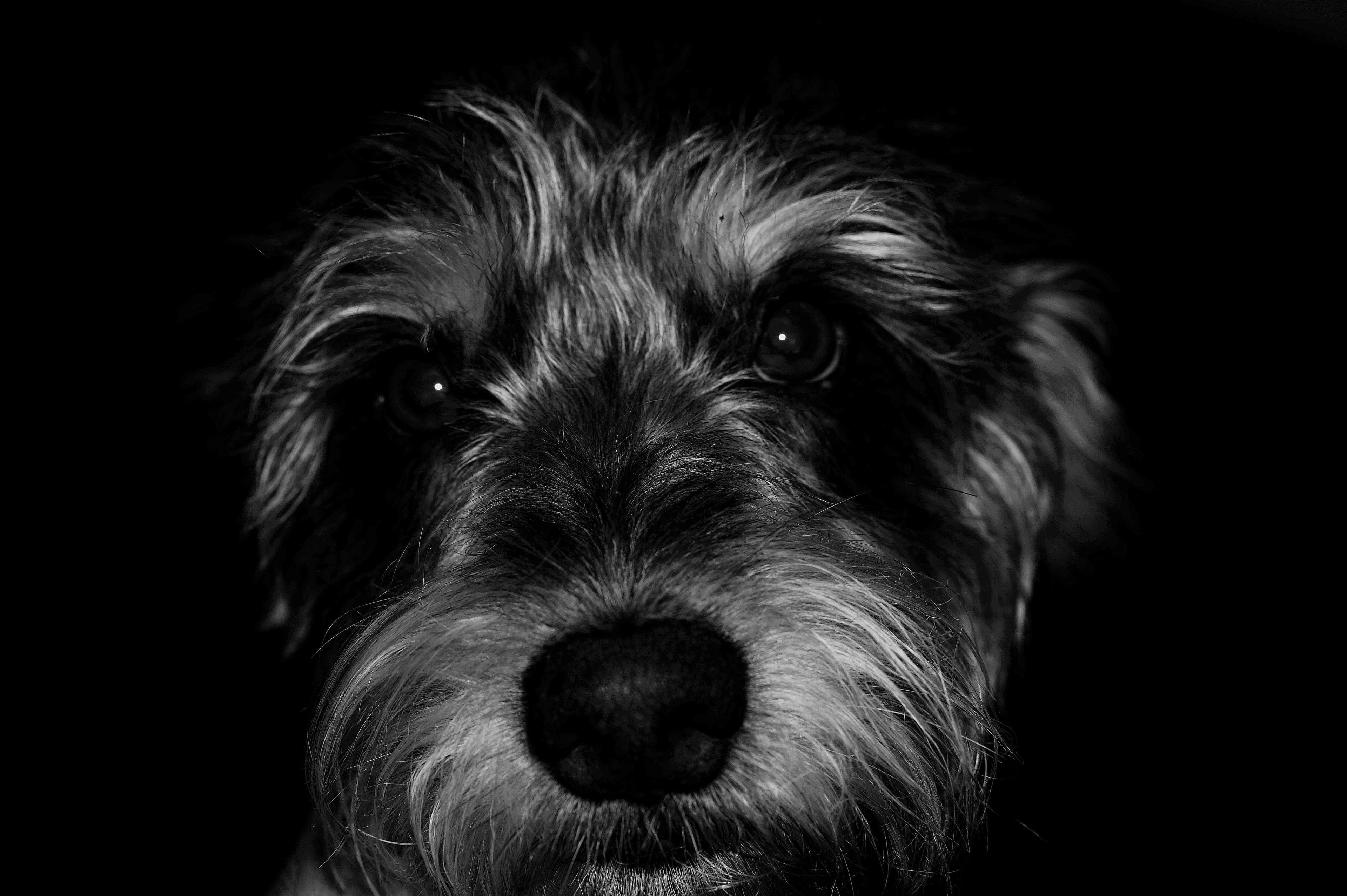 Close up black and white photo of a dog's face HD Wallpaper