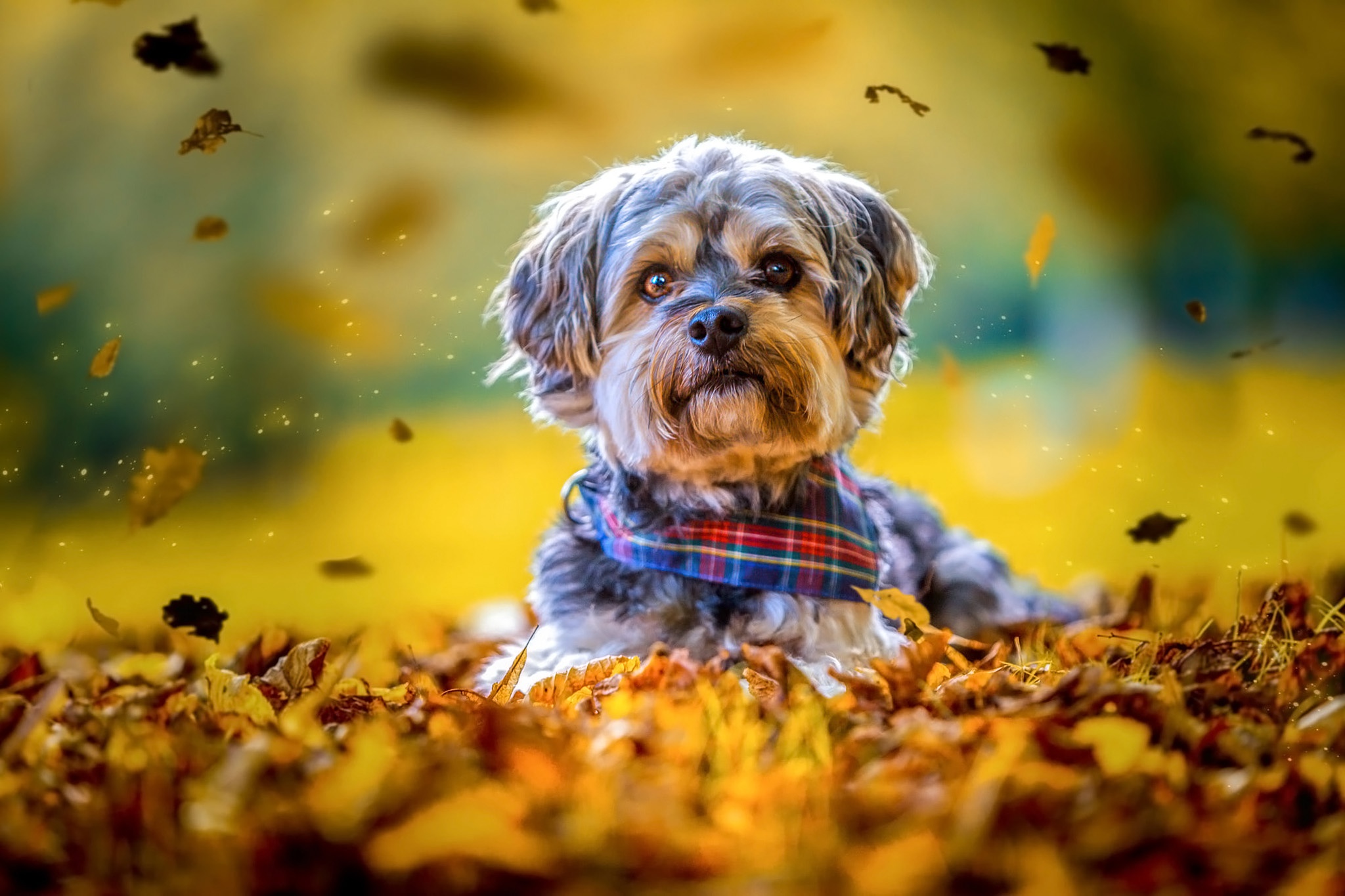 Dog in autumn leaves with bandana HD Wallpaper