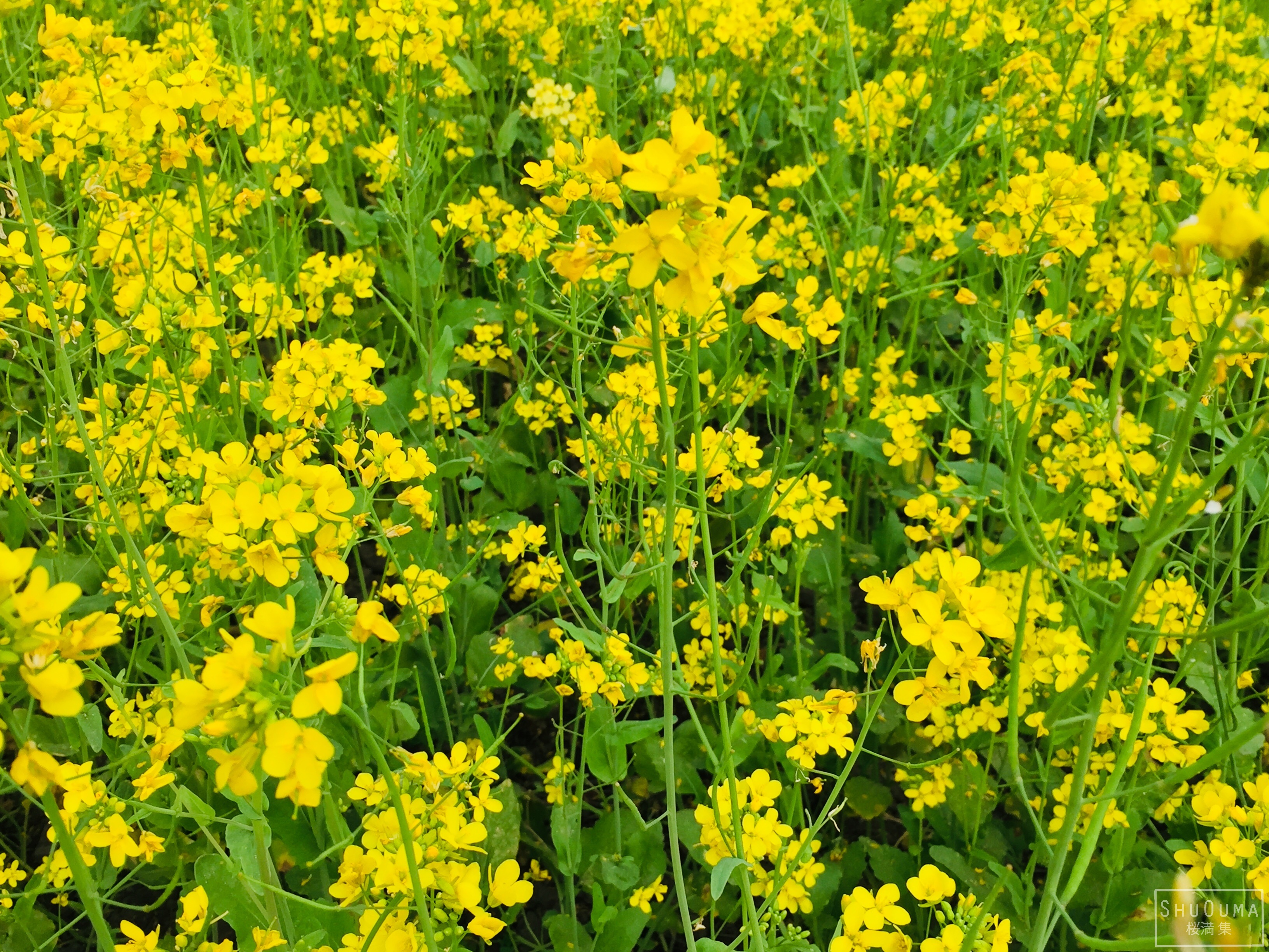 Mustard plants with yellow flowers HD Wallpaper